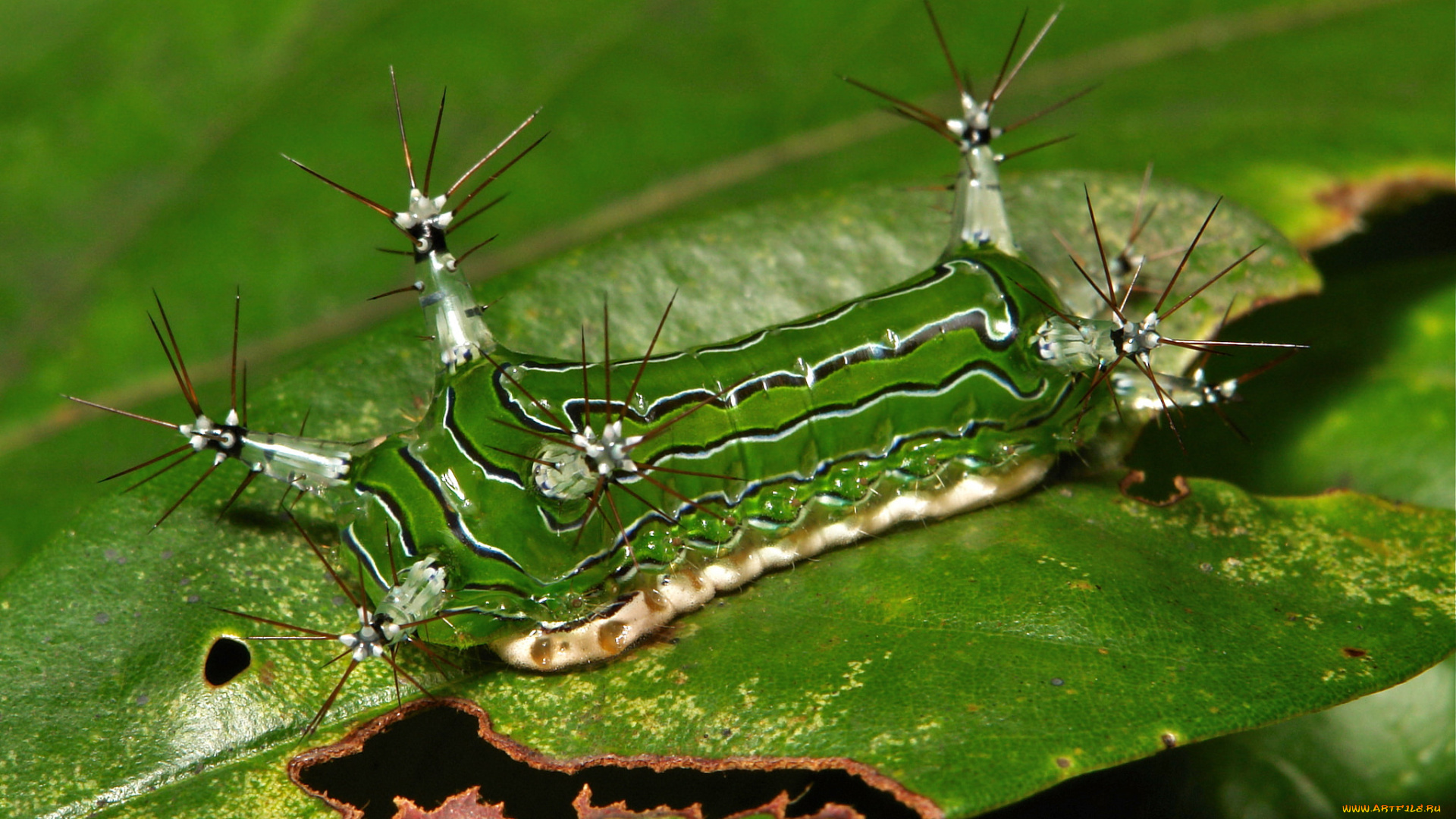 животные, гусеницы, лист, гусеница, макро, itchydogimages