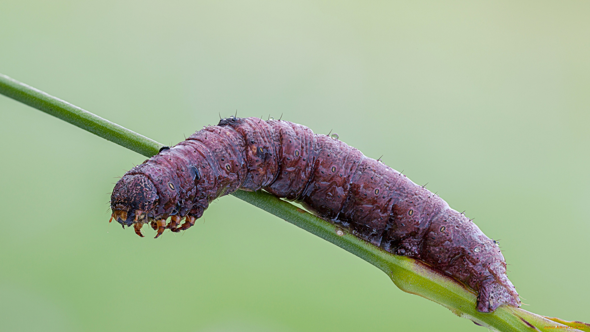 животные, гусеницы, насекомое, гусеница, травинка, коричневая, макро, утро, роса, фон