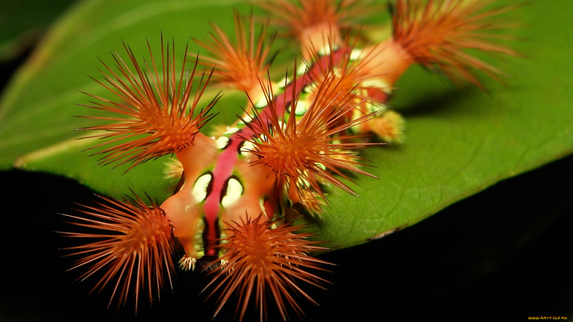 животные, гусеницы, насекомое, макро, itchydogimages, необычная, гусеница, лист