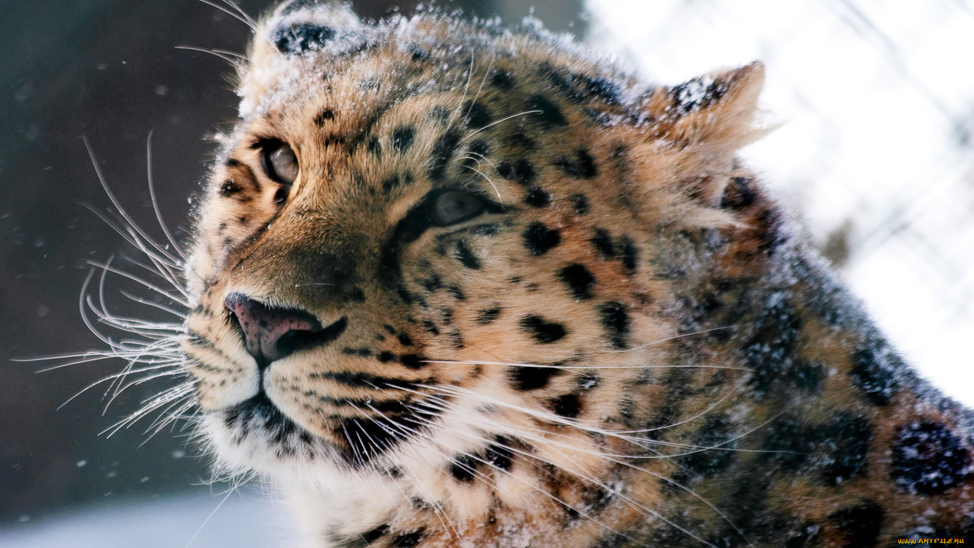 животные, леопарды, дикая, кошка, амурский, леопард, морда