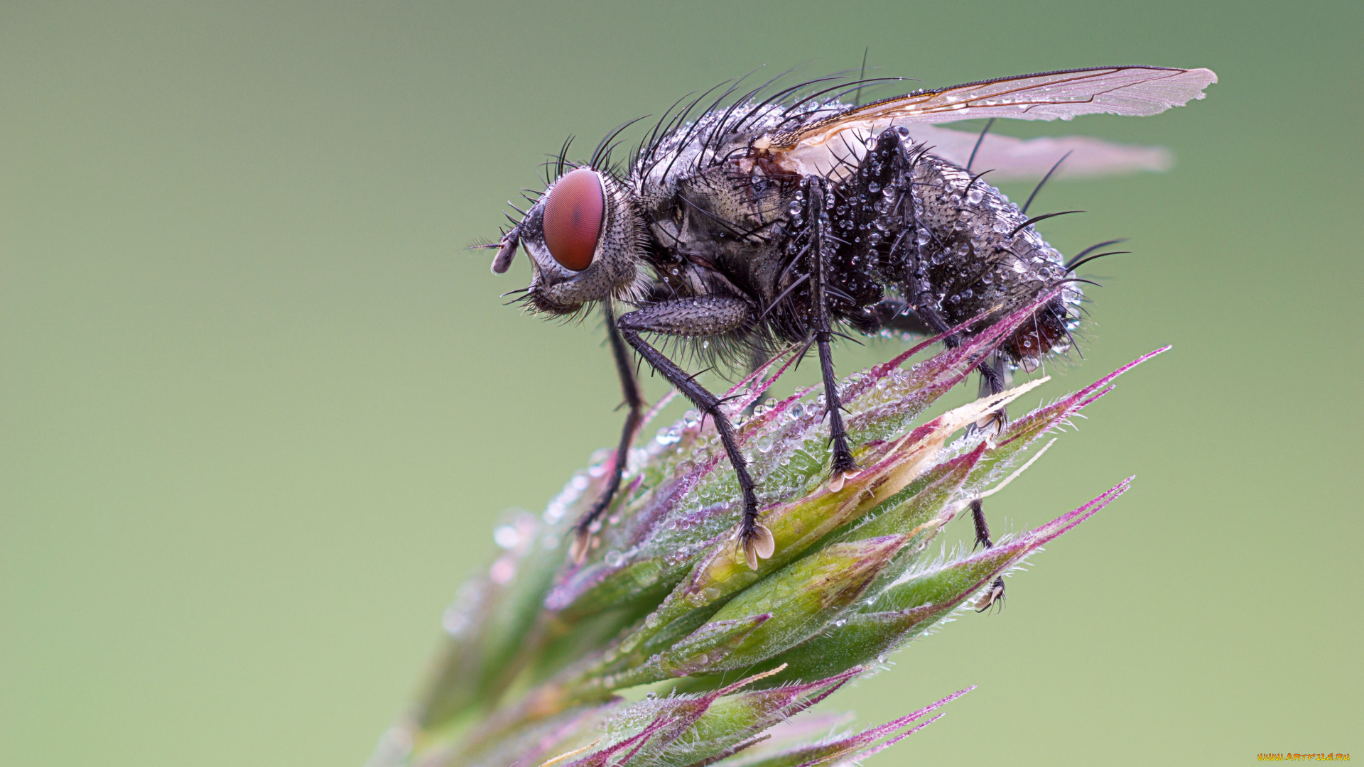 животные, насекомые, макро, травинка, муха, насекомое, фон