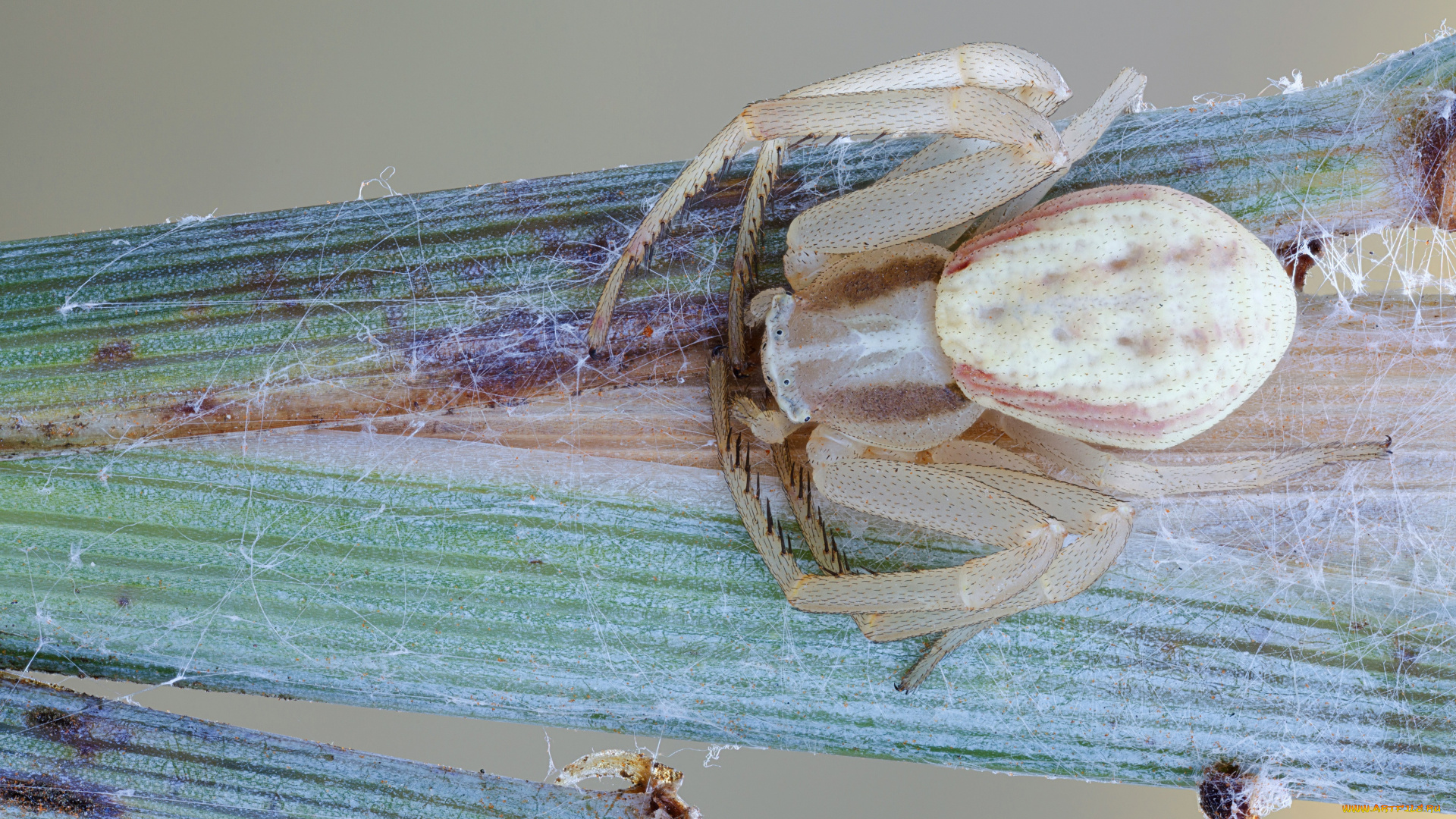 животные, насекомые, насекомое, фон, паук, травинка, макро