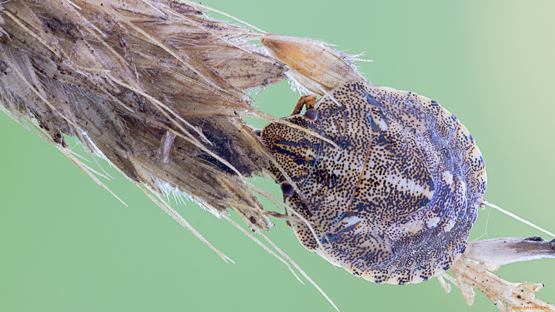 животные, насекомые, утро, зелёный, фон, макро, травинка, капли, роса, насекомое