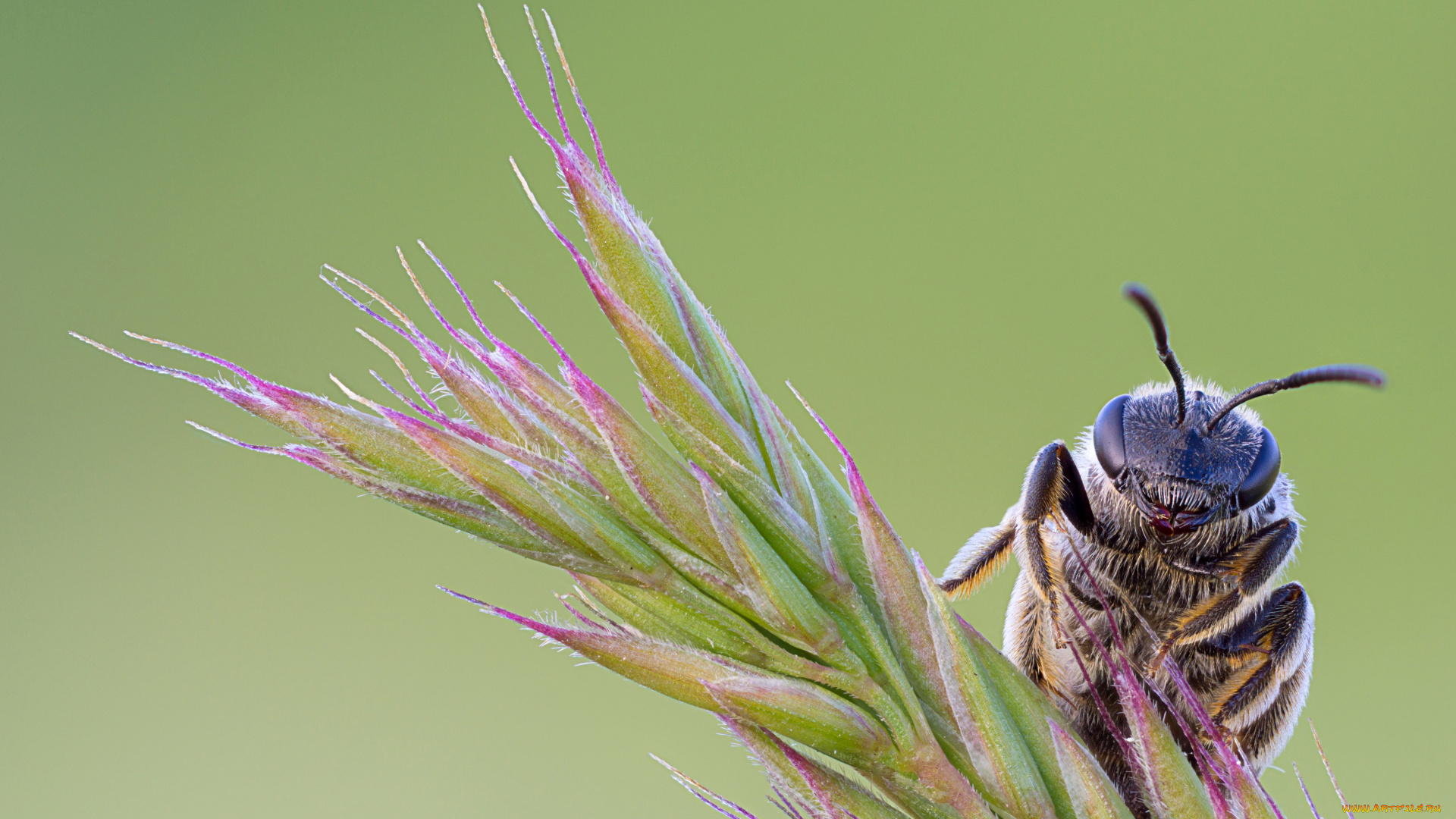 животные, пчелы, , осы, , шмели, зелёный, фон, травинка, насекомое, пчела, макро