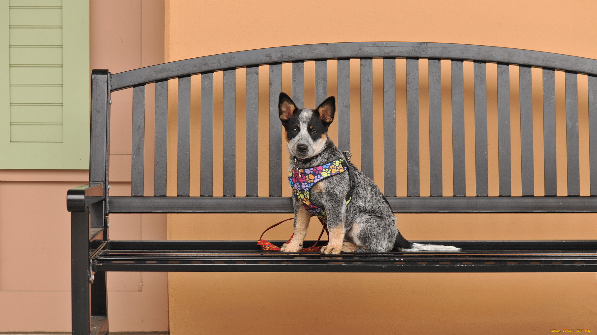 животные, собаки, собака, взгляд, друг, скамья