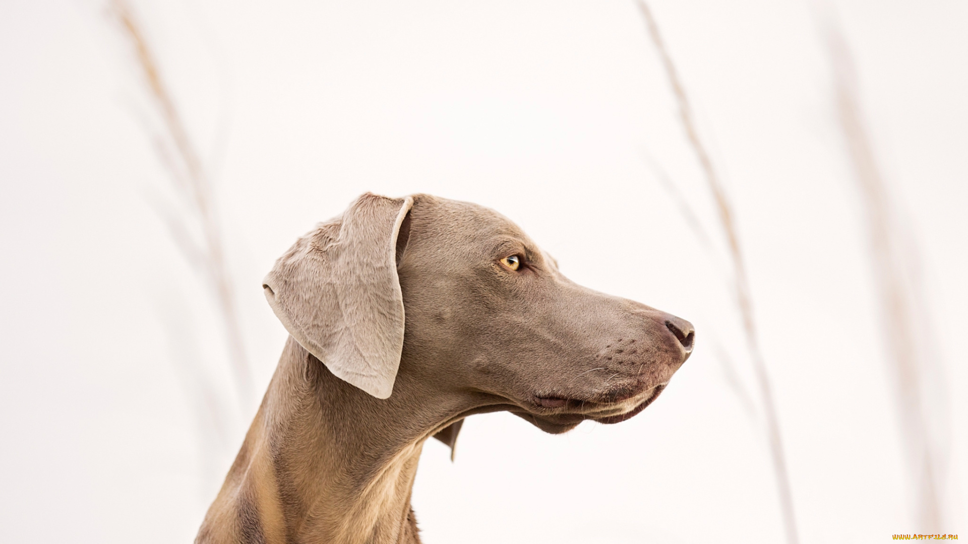 животные, собаки, взгляд, друг, профиль