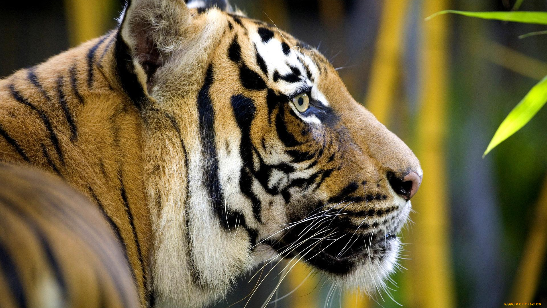 животные, тигры, листья, профиль, рыжий, тигр