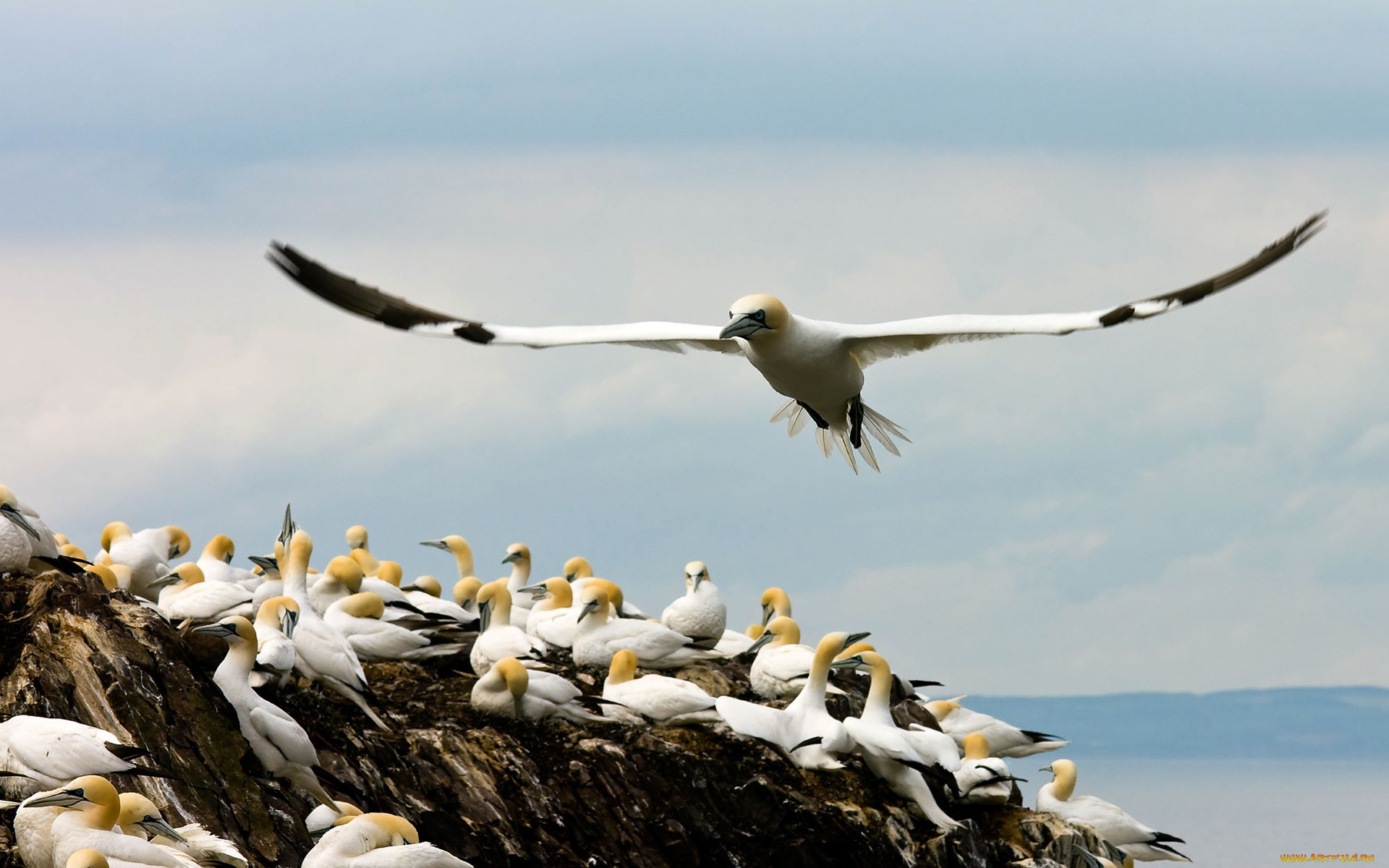 животные, Чайки, , бакланы, , крачки, полёт, птицы, море, стая