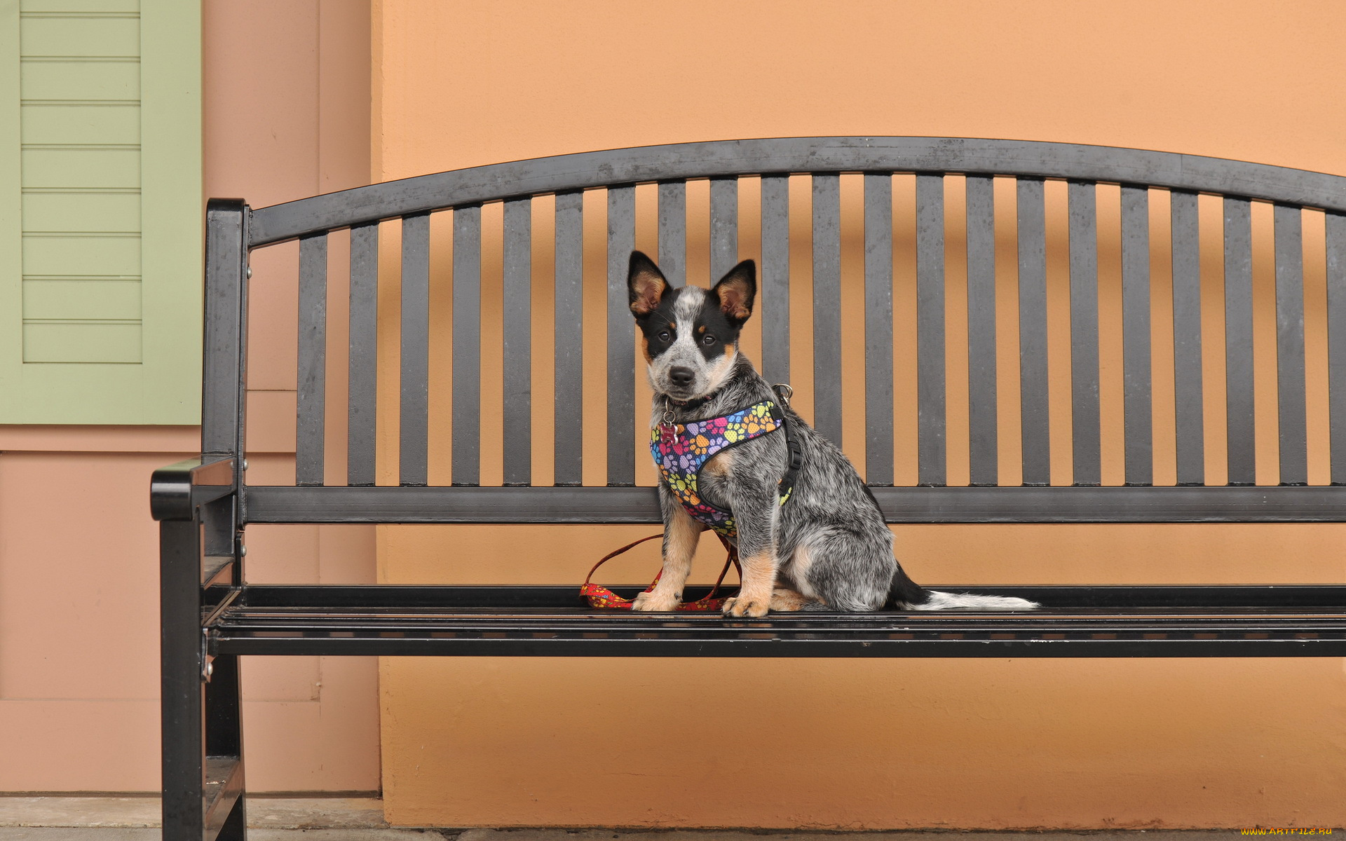 животные, собаки, собака, взгляд, друг, скамья