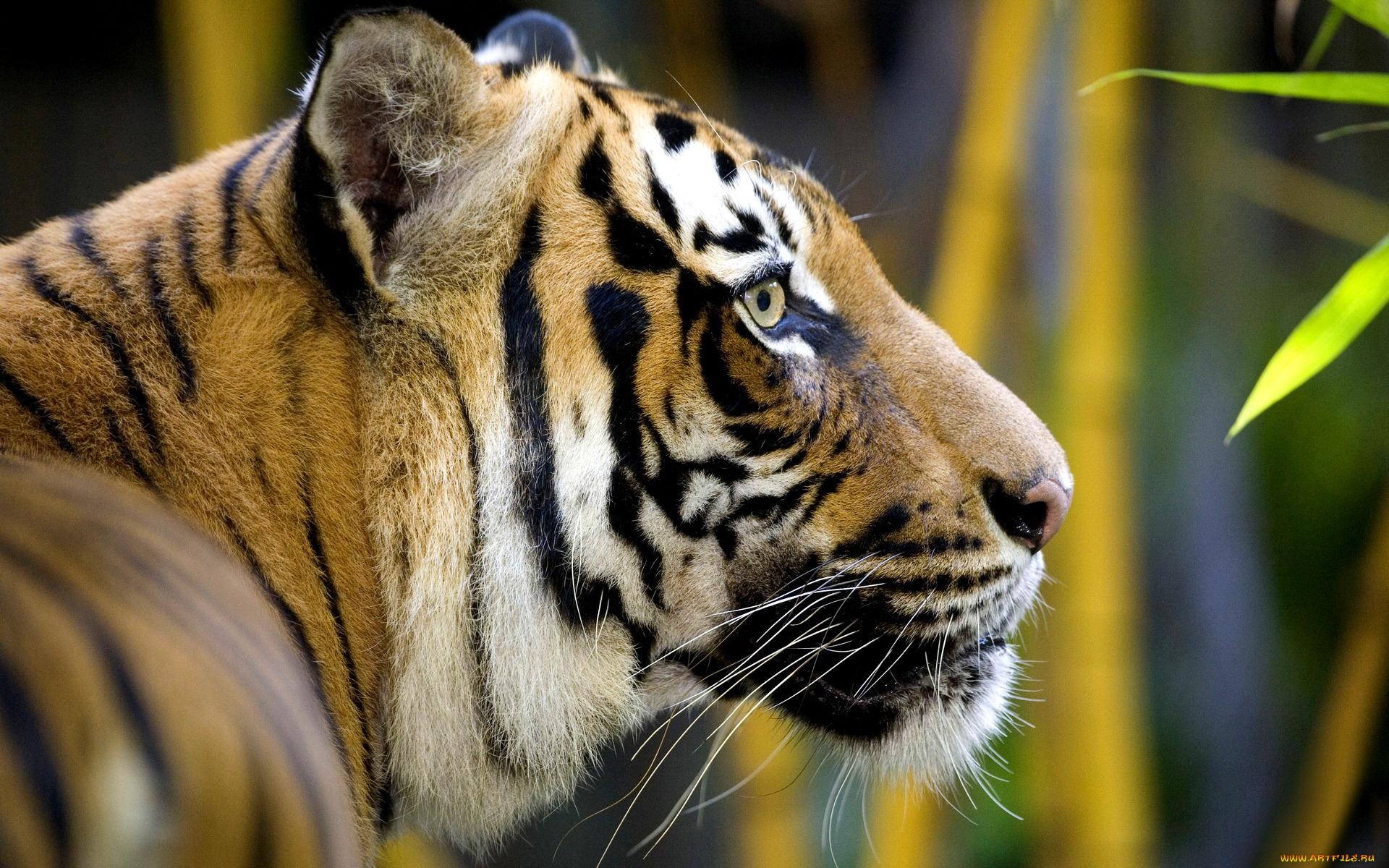 животные, тигры, листья, профиль, рыжий, тигр