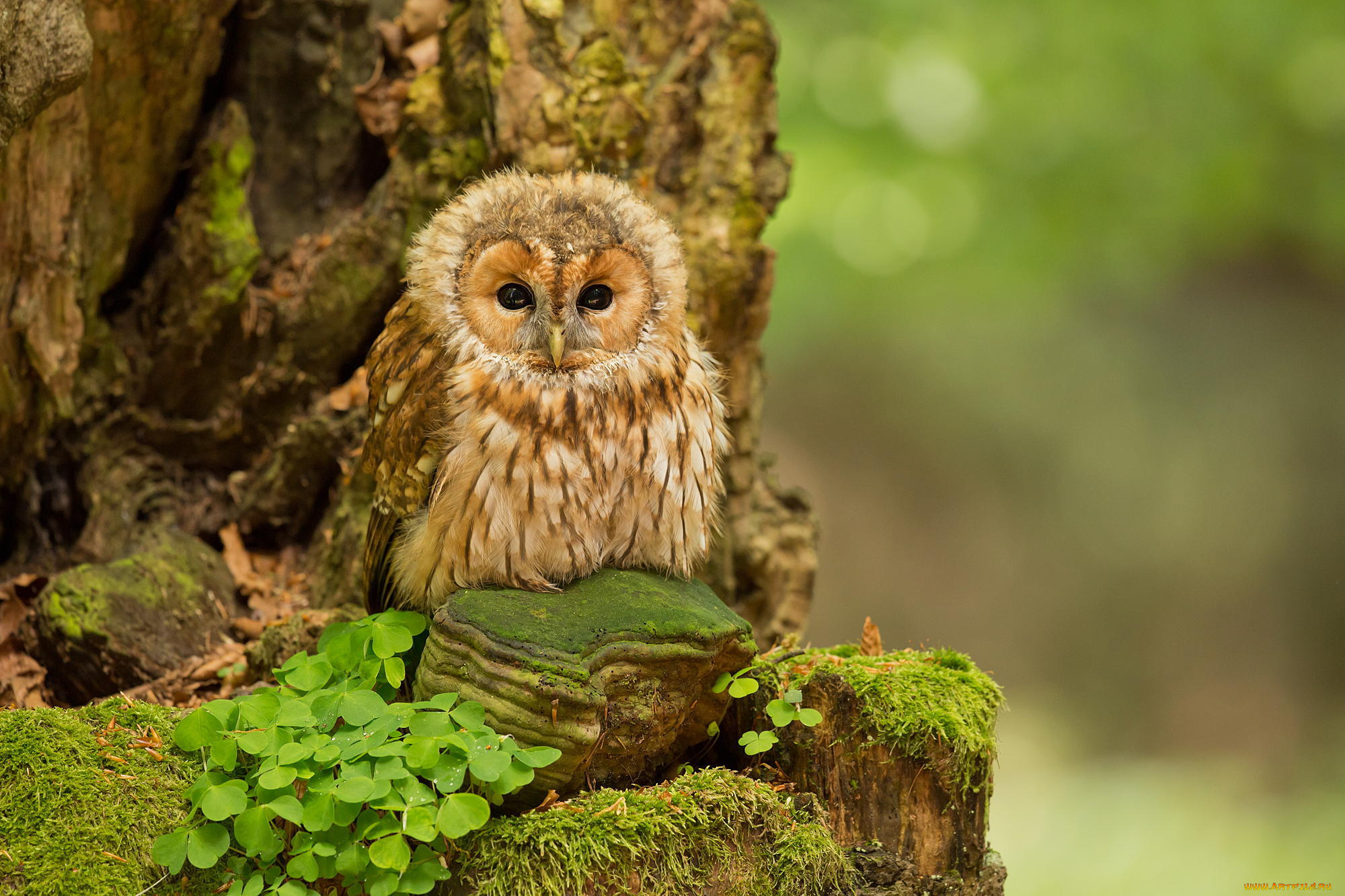 животные, совы, nature, forest, природа, лес, сова, птинец, owl, tawny, birds