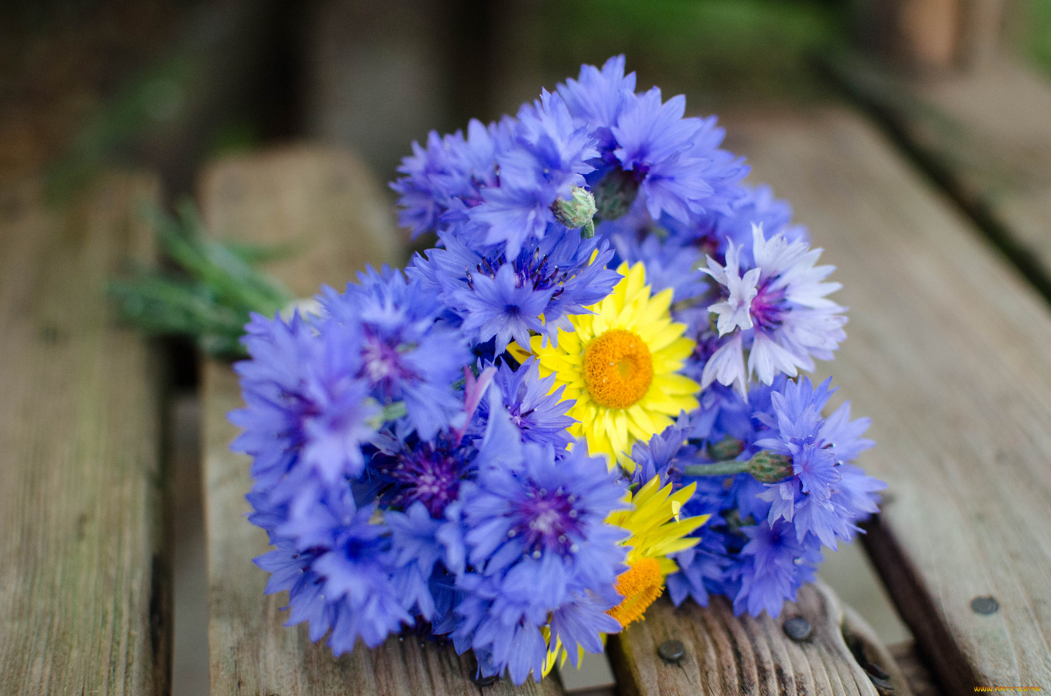 цветы, разные, вместе, букет, нежность, васильки