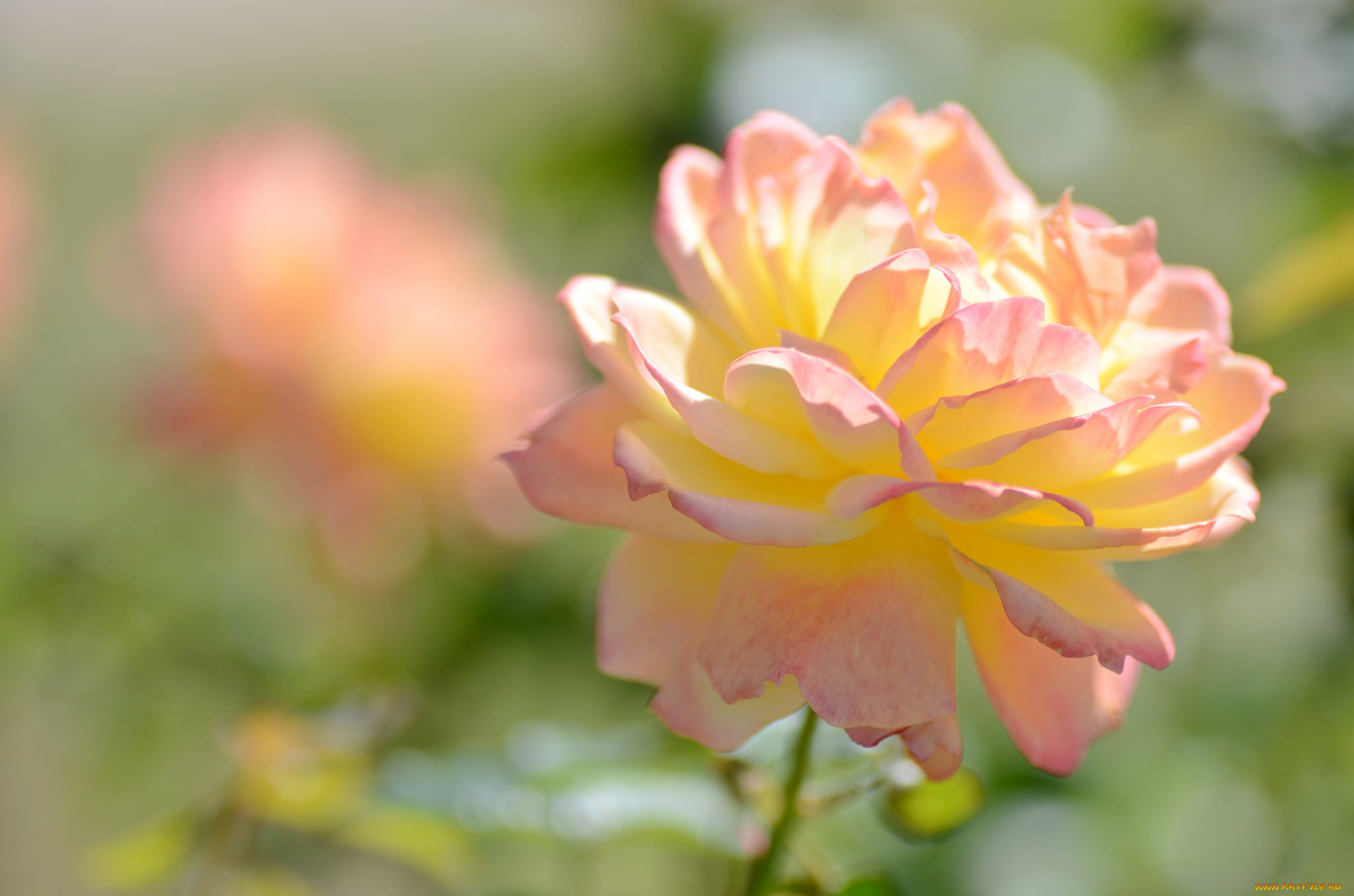 цветы, розы, blossoms, leaves, petals, лепестки, бутон, роза, bud, rose, цветение, листья