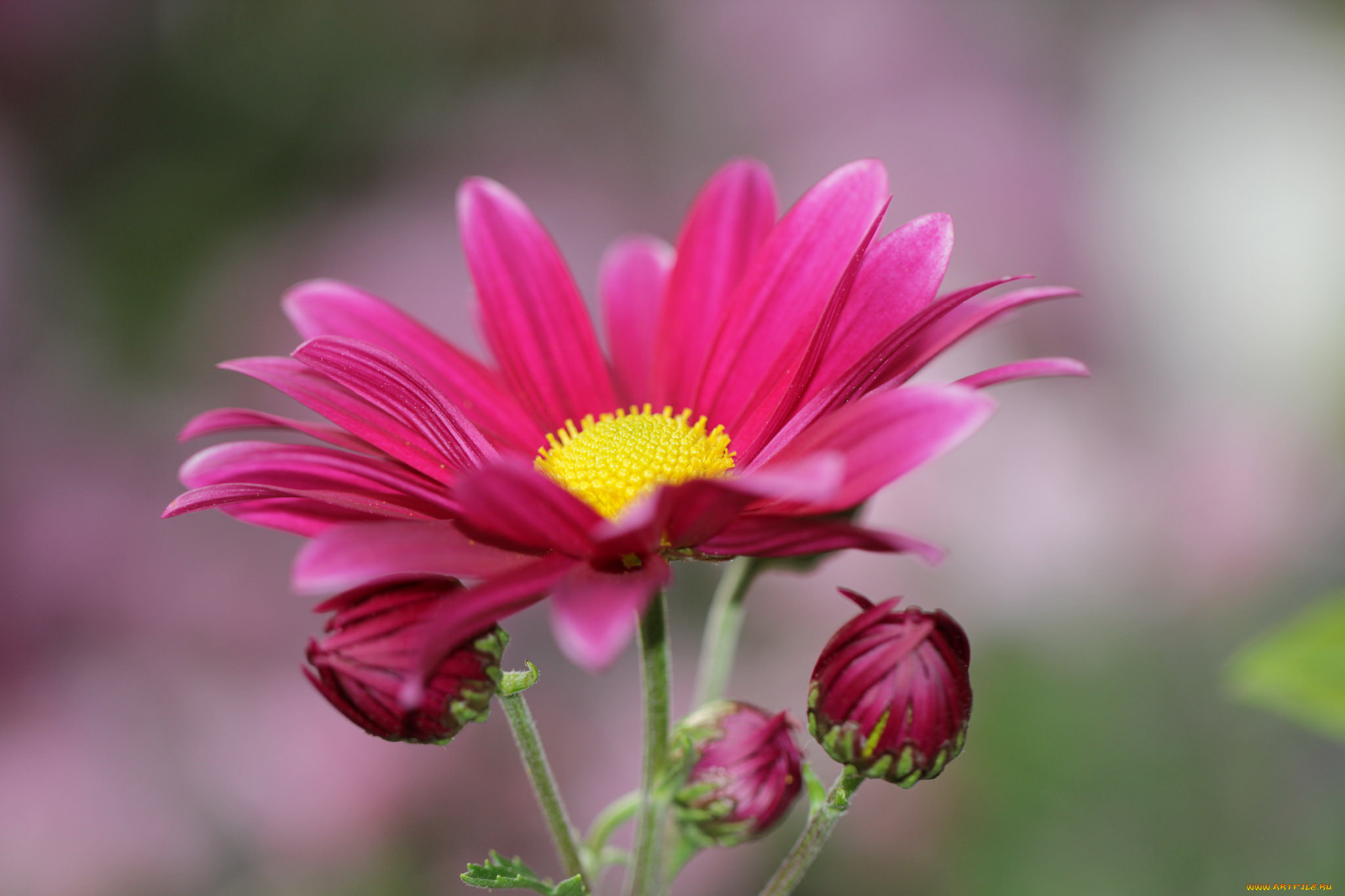 цветы, хризантемы