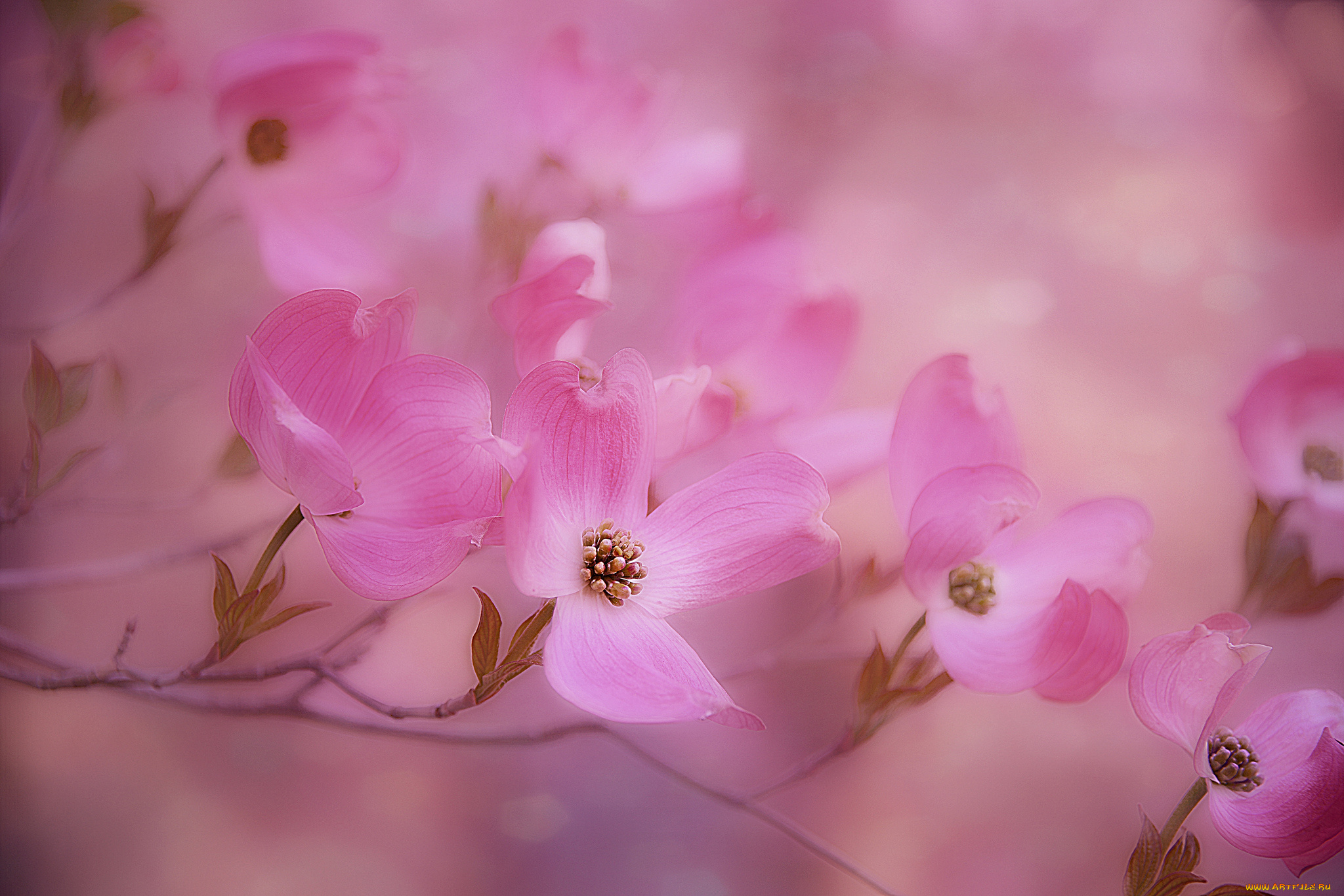 цветы, кизил, кустарник, цветки, лепестки, цветение, цветущий