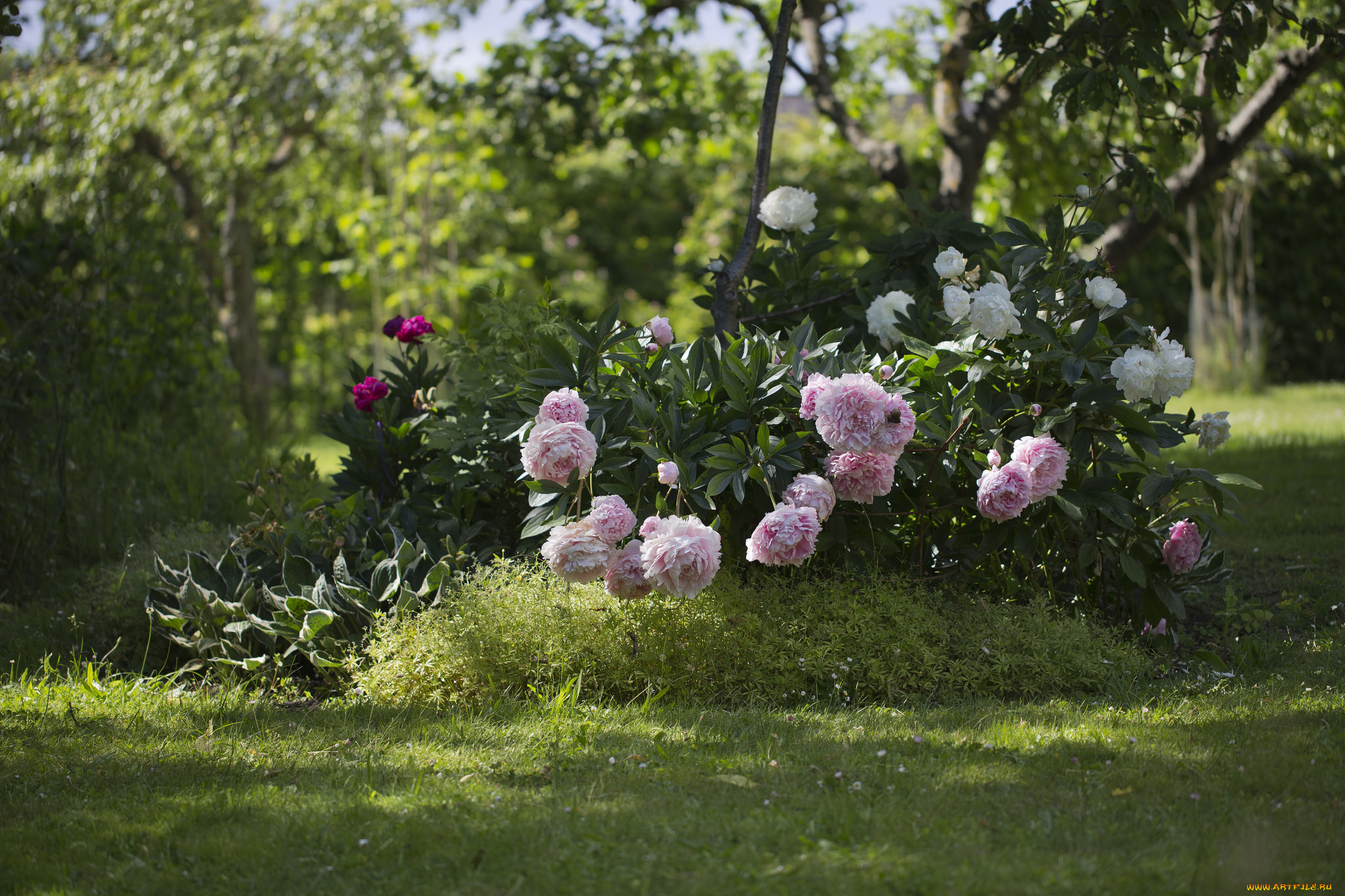 цветы, пионы, зелень, клумба, лето