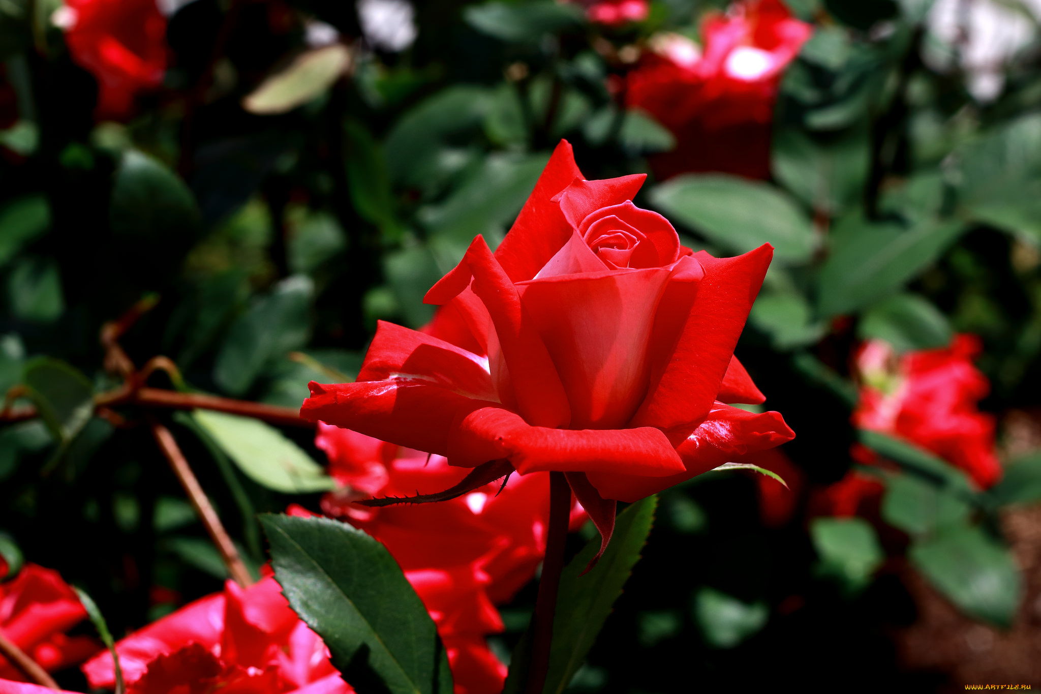 цветы, розы, цветение, лепестки, листья, роза, розовая