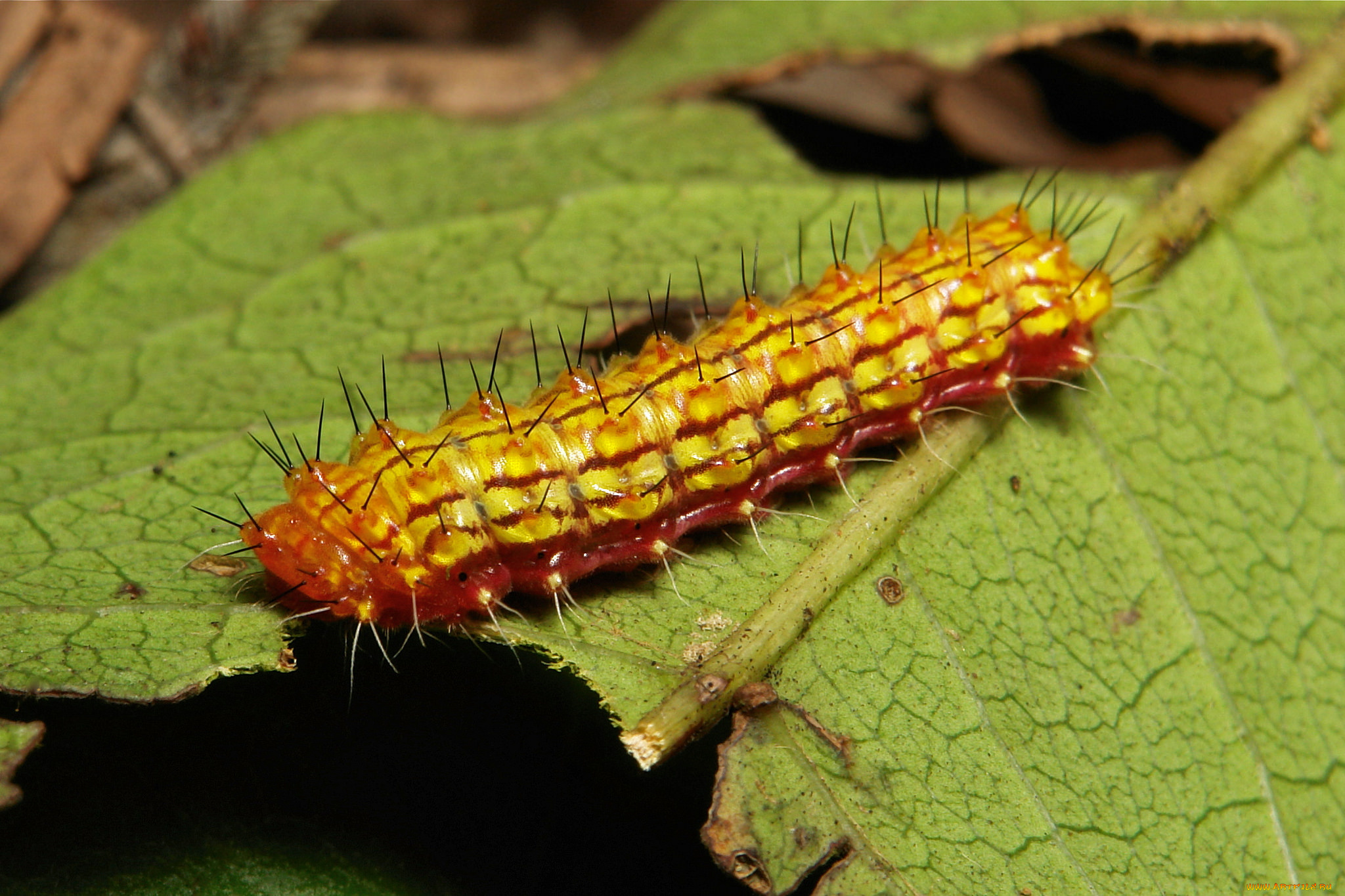 животные, гусеницы, гусеница, листья, веточка, макро, itchydogimages