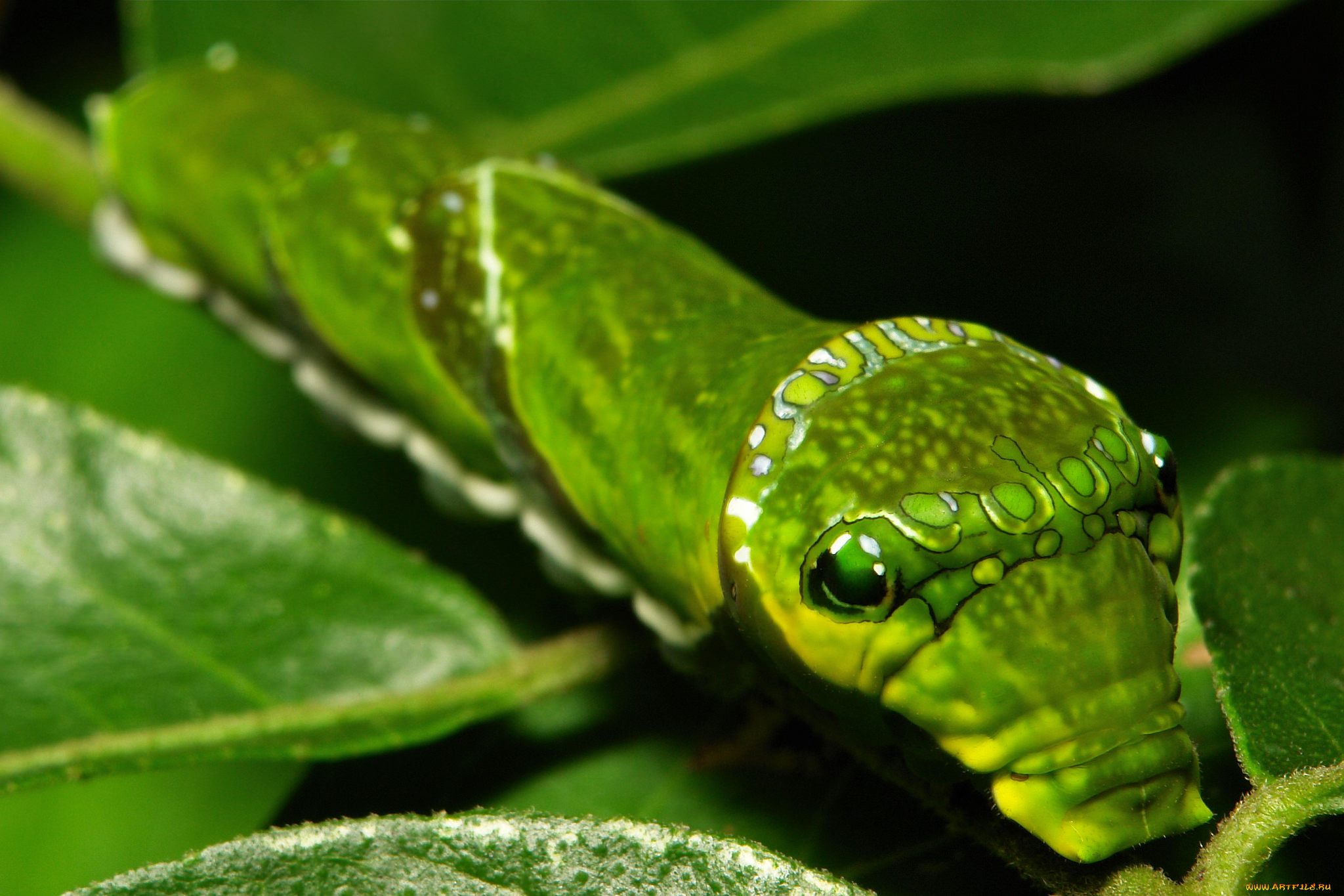 животные, гусеницы, itchydogimages, гусеница, лист, макро, насекомое, необычная