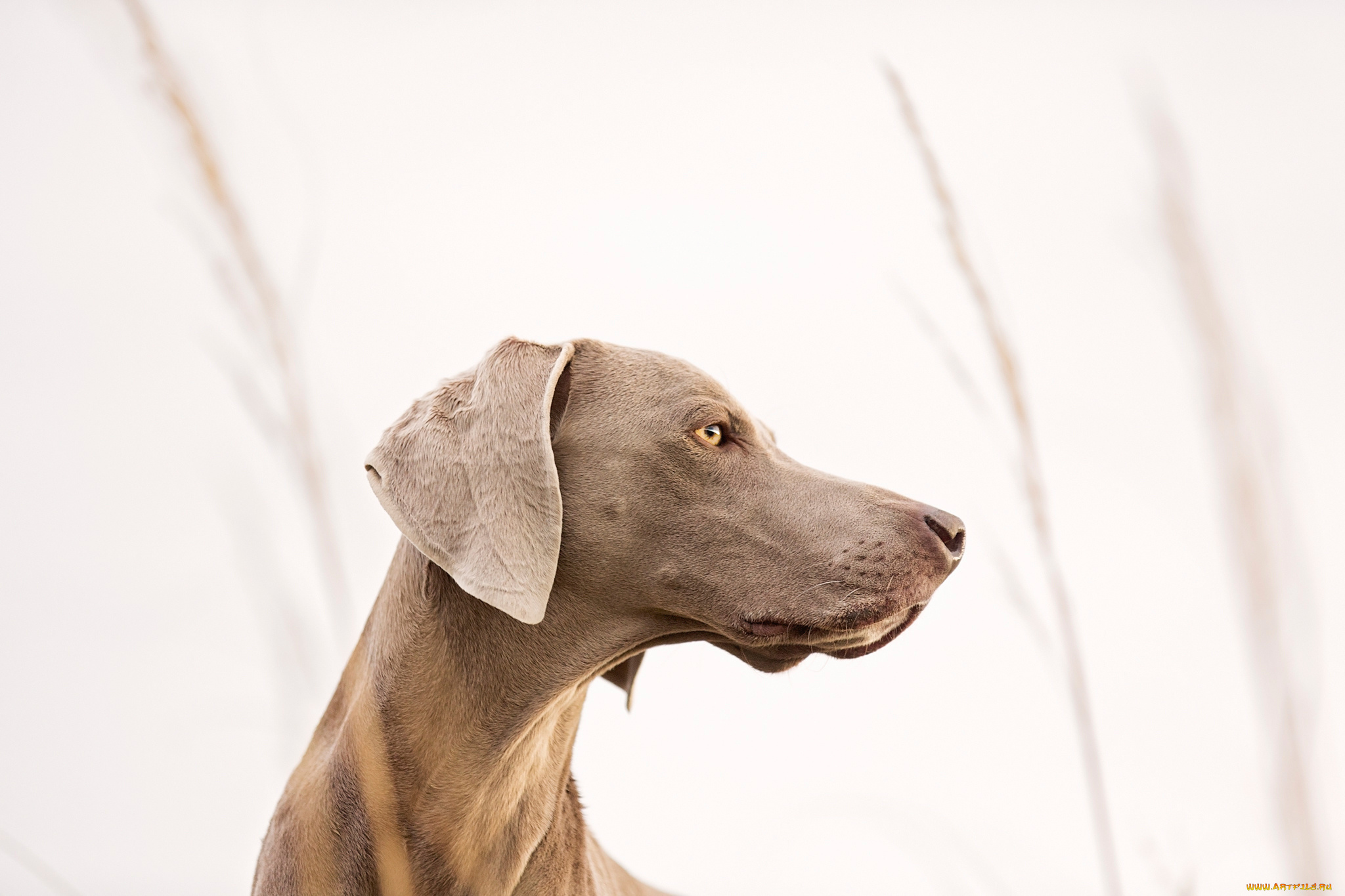 животные, собаки, взгляд, друг, профиль