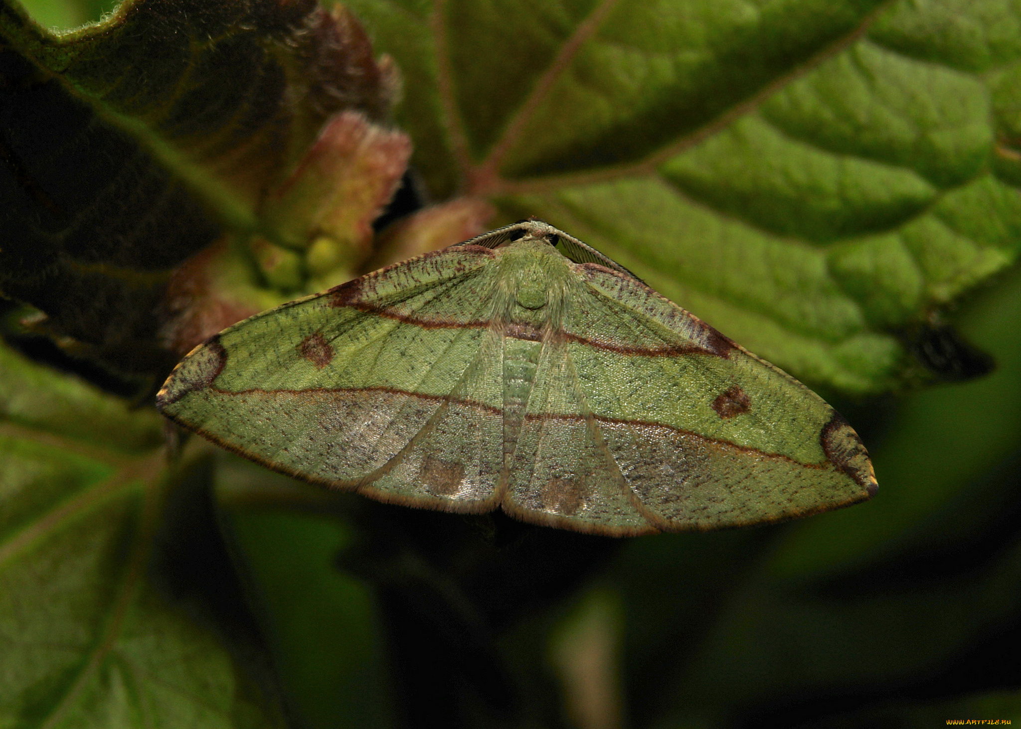 животные, бабочки, itchydogimages, бабочка, моль, макро