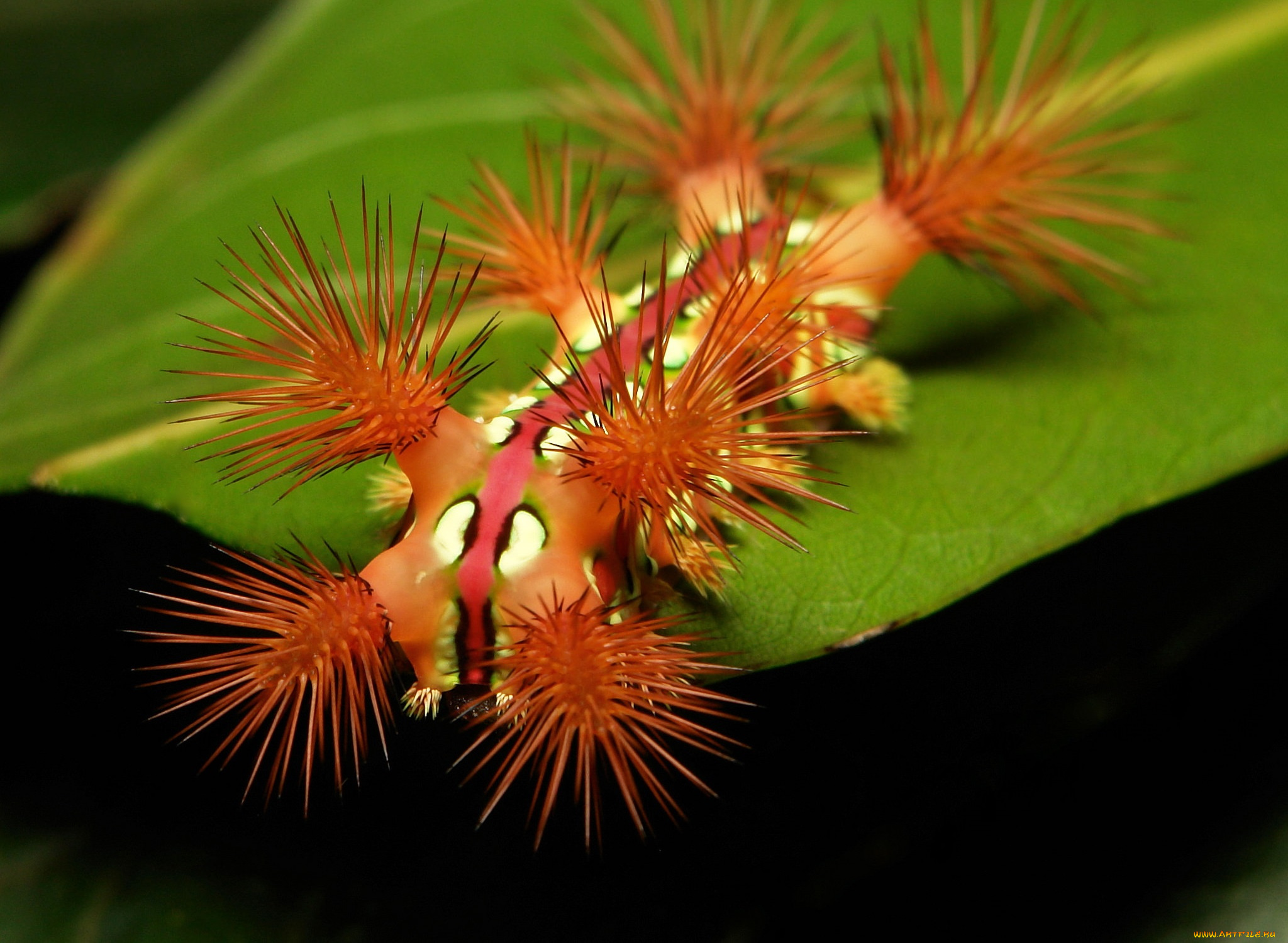 животные, гусеницы, насекомое, макро, itchydogimages, необычная, гусеница, лист