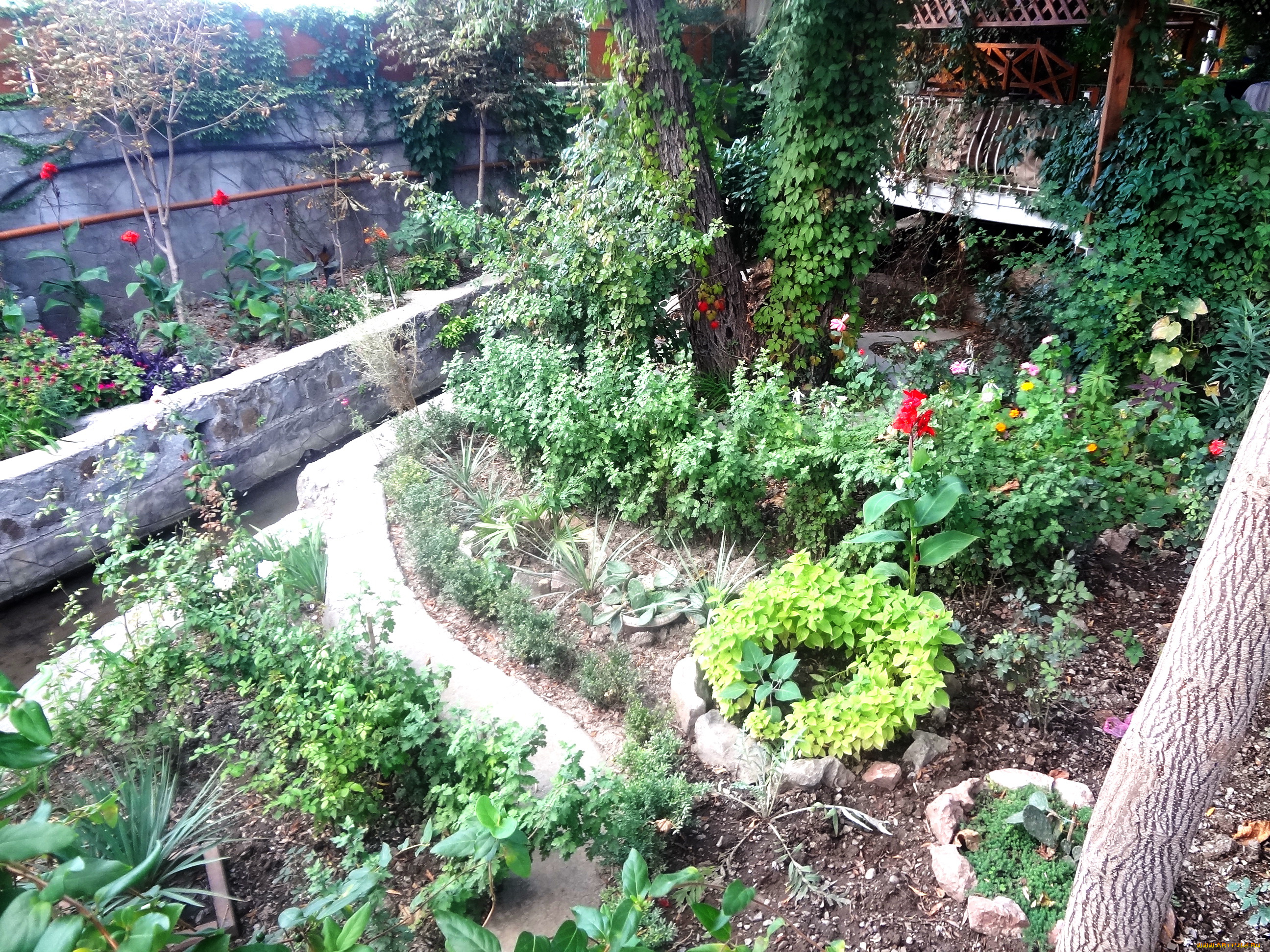 цветы, разные, вместе, сад, балкон, деревья, розы, канны