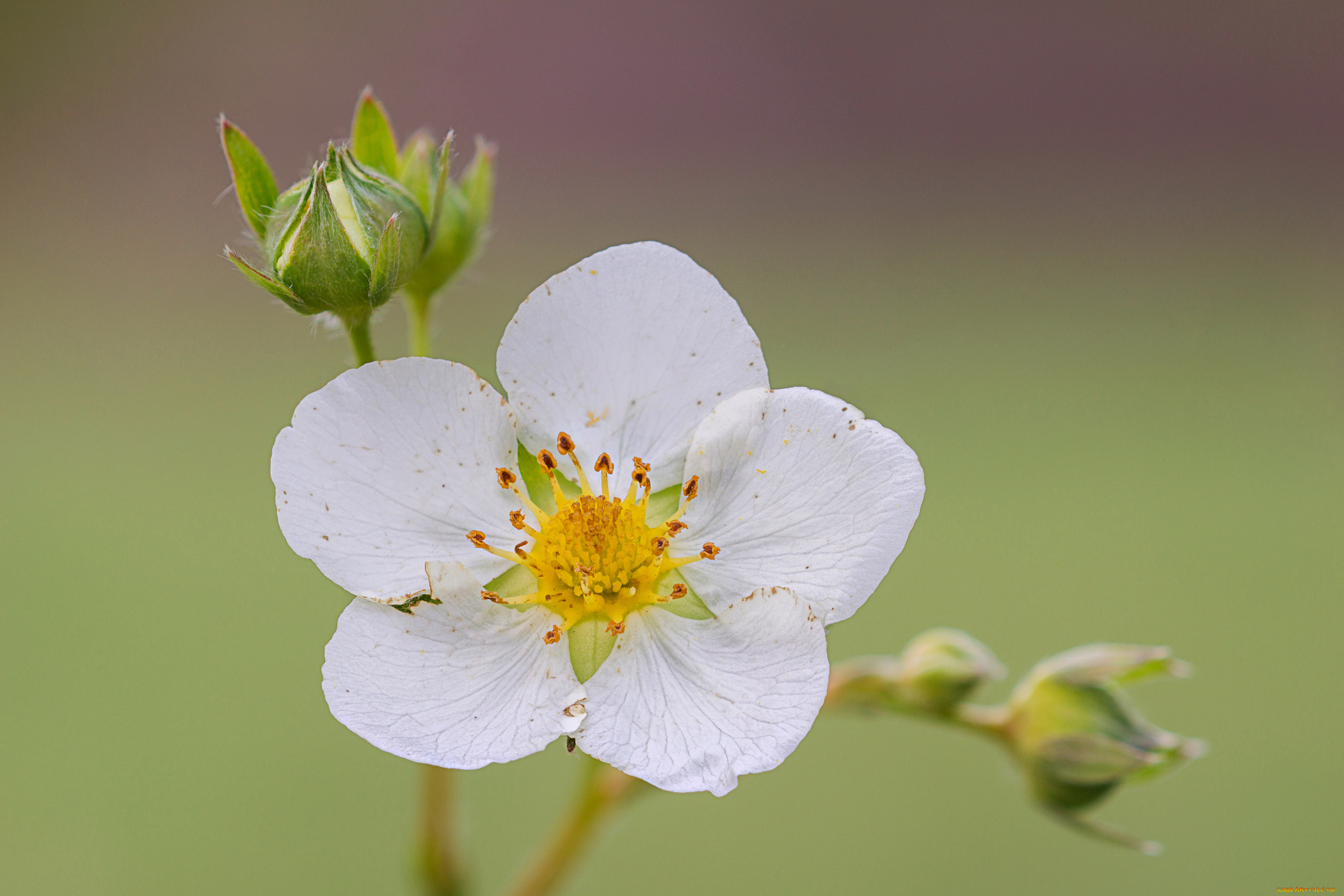 цветы, цветущие, овощи, , ягоды, клубника, цветок, макро, цветущая