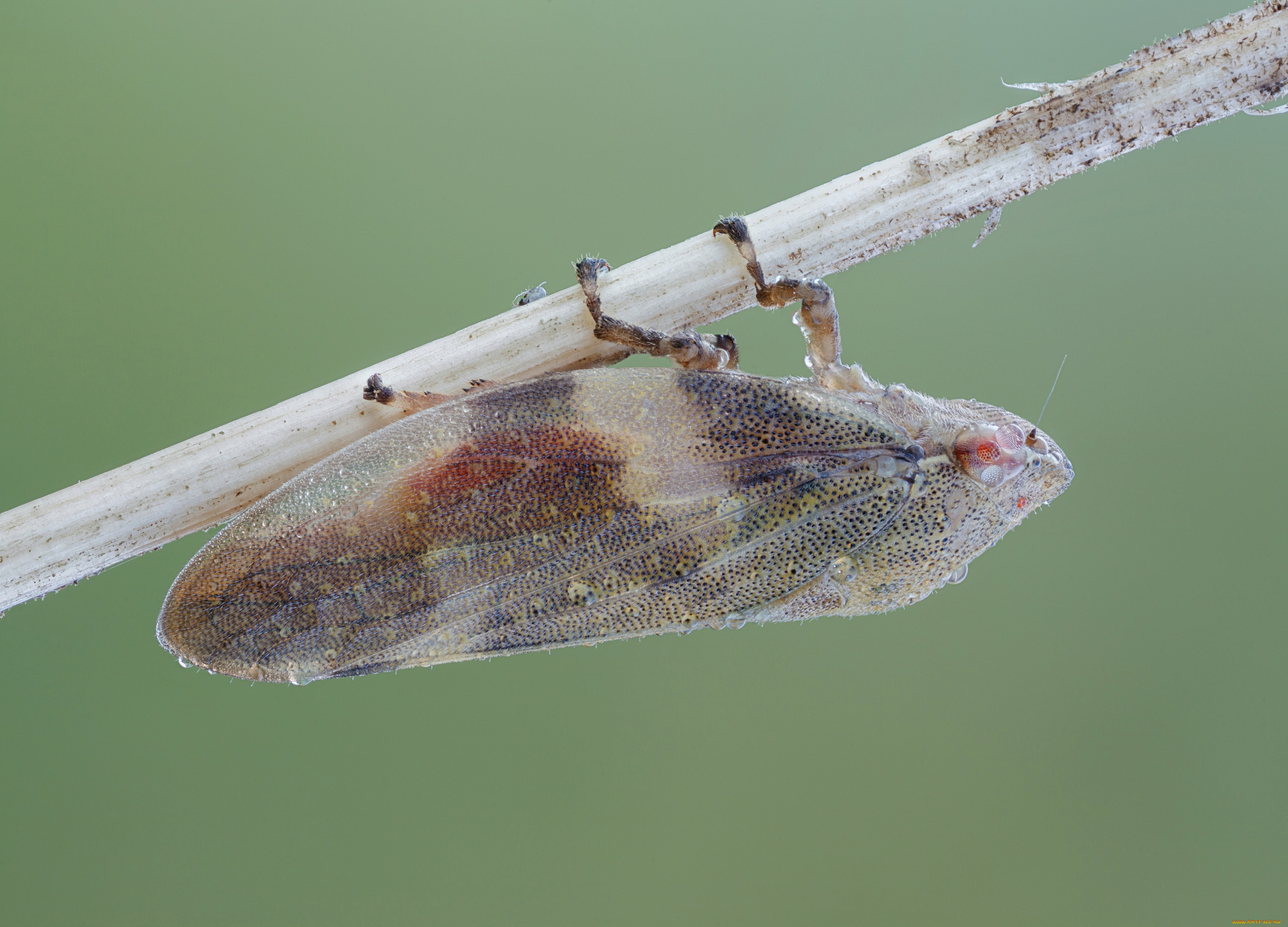 животные, насекомые, капли, роса, фон, утро, зелёный, насекомое, макро