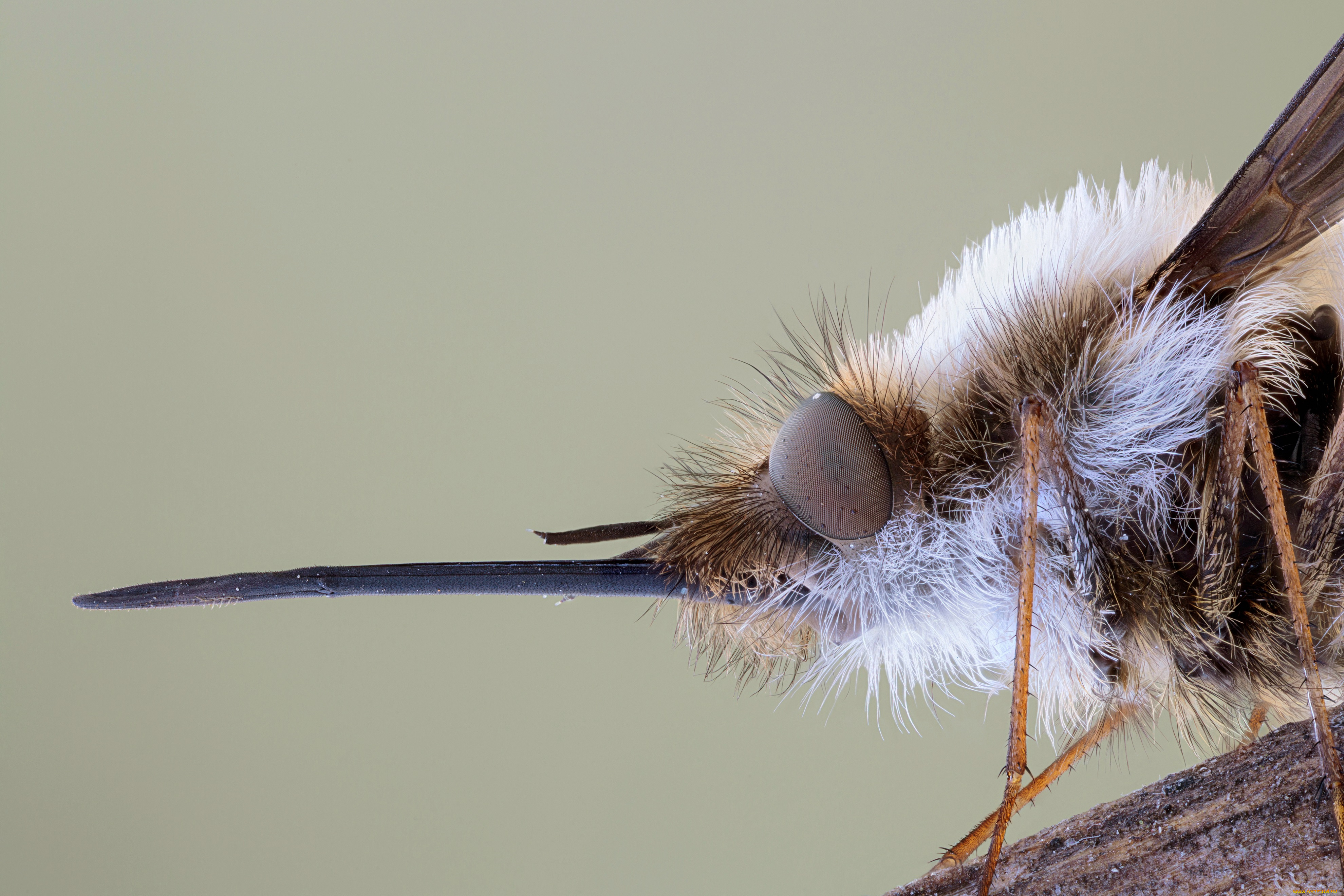 животные, насекомые, фон, травинка, насекомое, макро