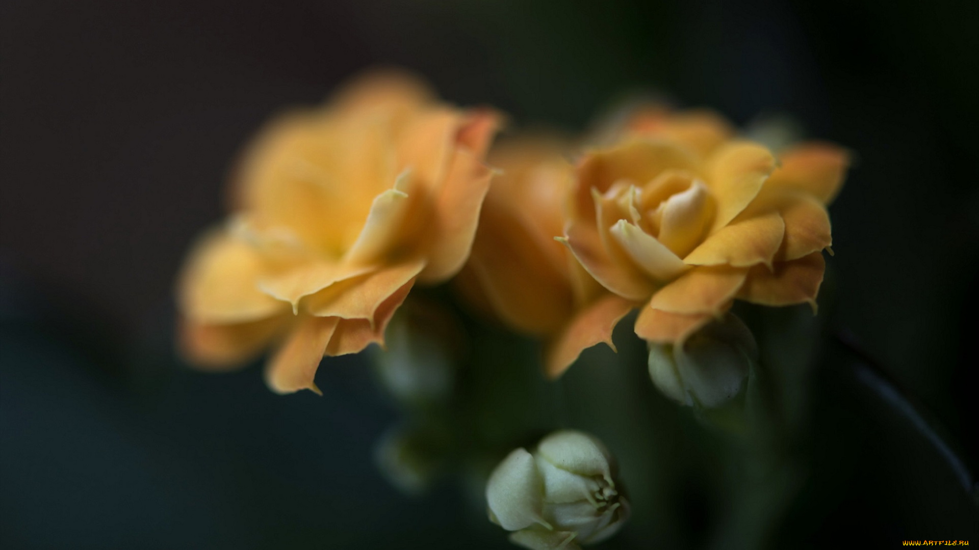 цветы, кактусы, кактус, фон, суккулент