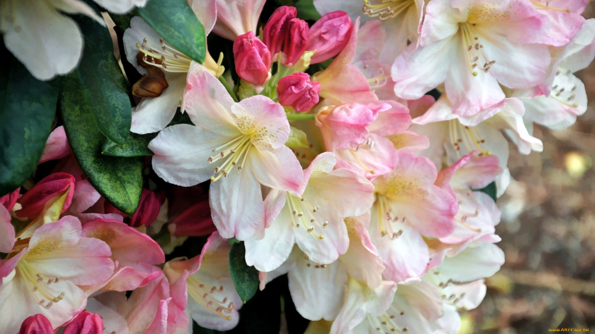 цветы, рододендроны, , азалии, рододендрон, макро, азалия