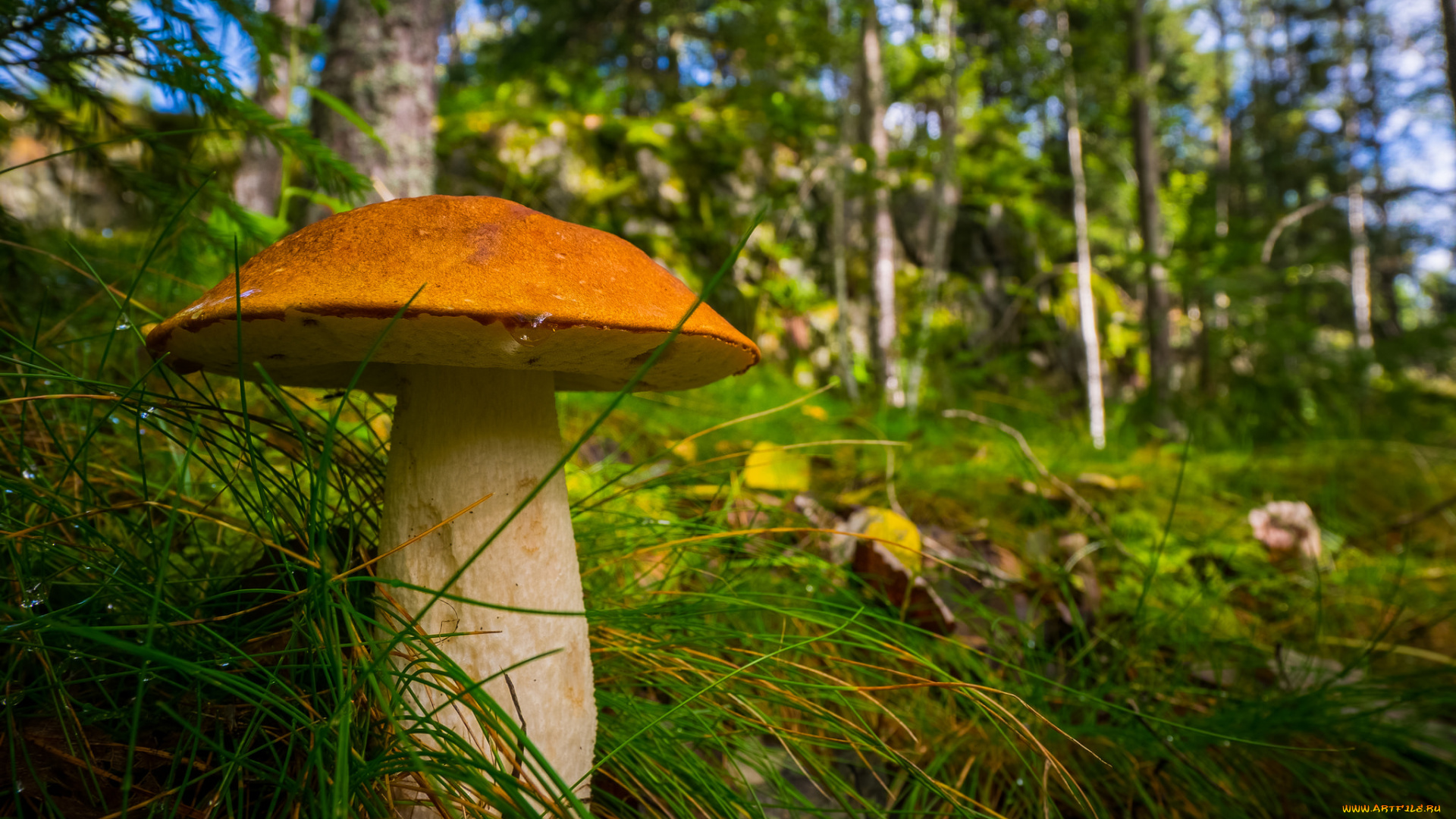 природа, грибы, подосиновик