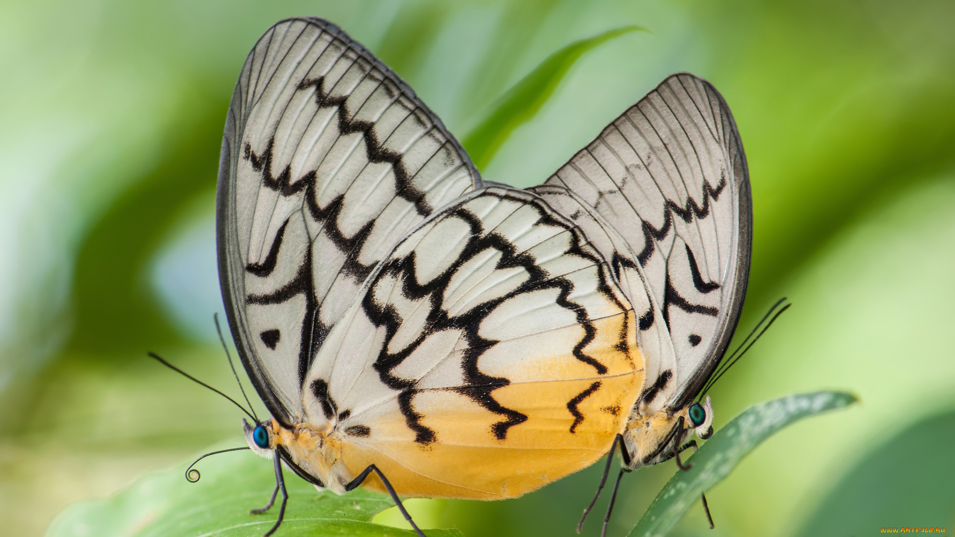 животные, бабочки, , мотыльки, , моли, бабочка, макро, фон, усики, крылья