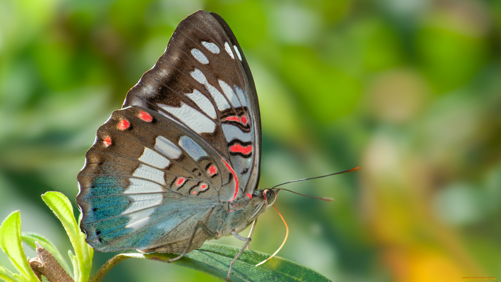 животные, бабочки, , мотыльки, , моли, фон, усики, крылья, бабочка, макро