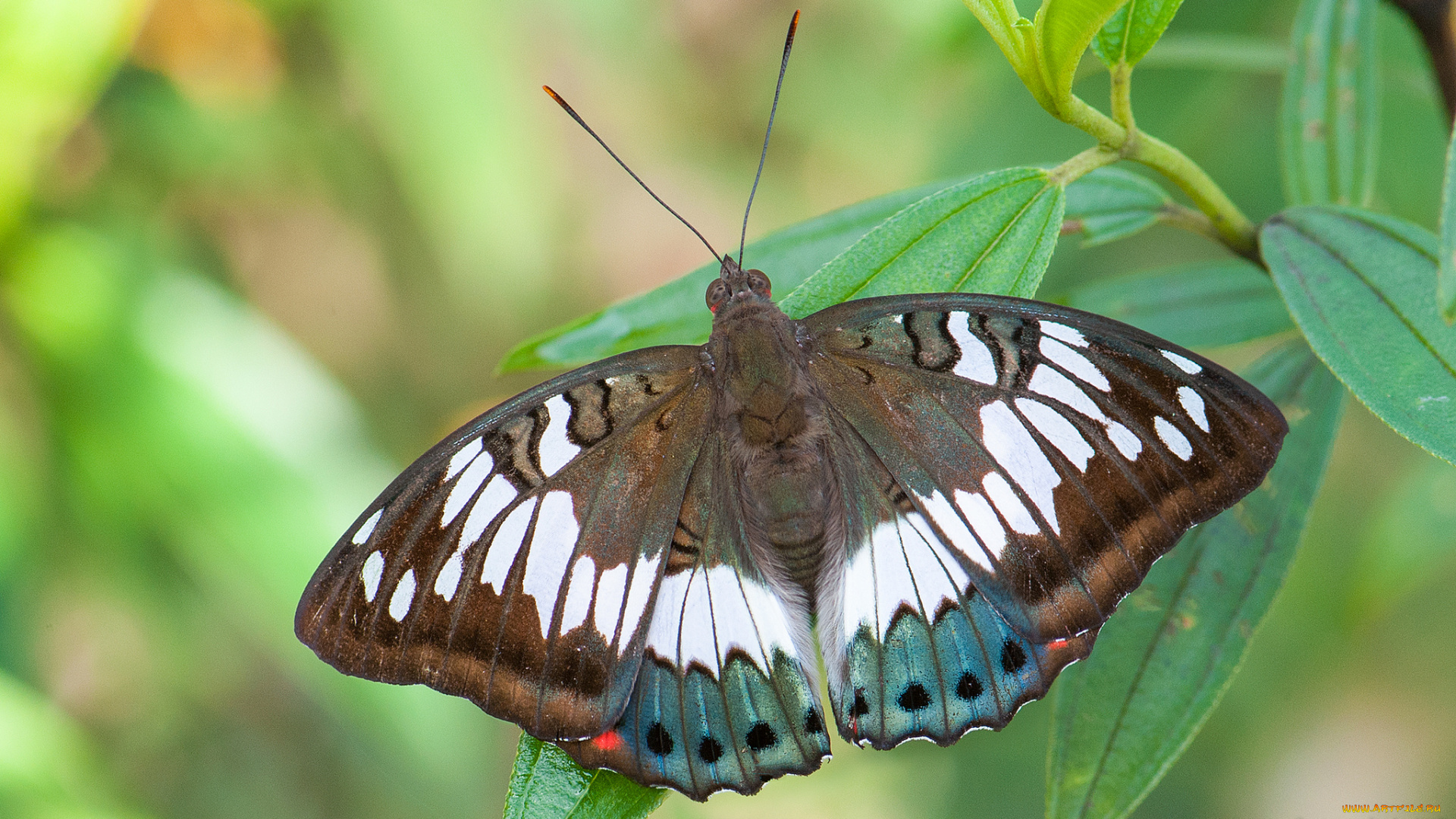животные, бабочки, , мотыльки, , моли, крылья, усики, бабочка, макро, фон