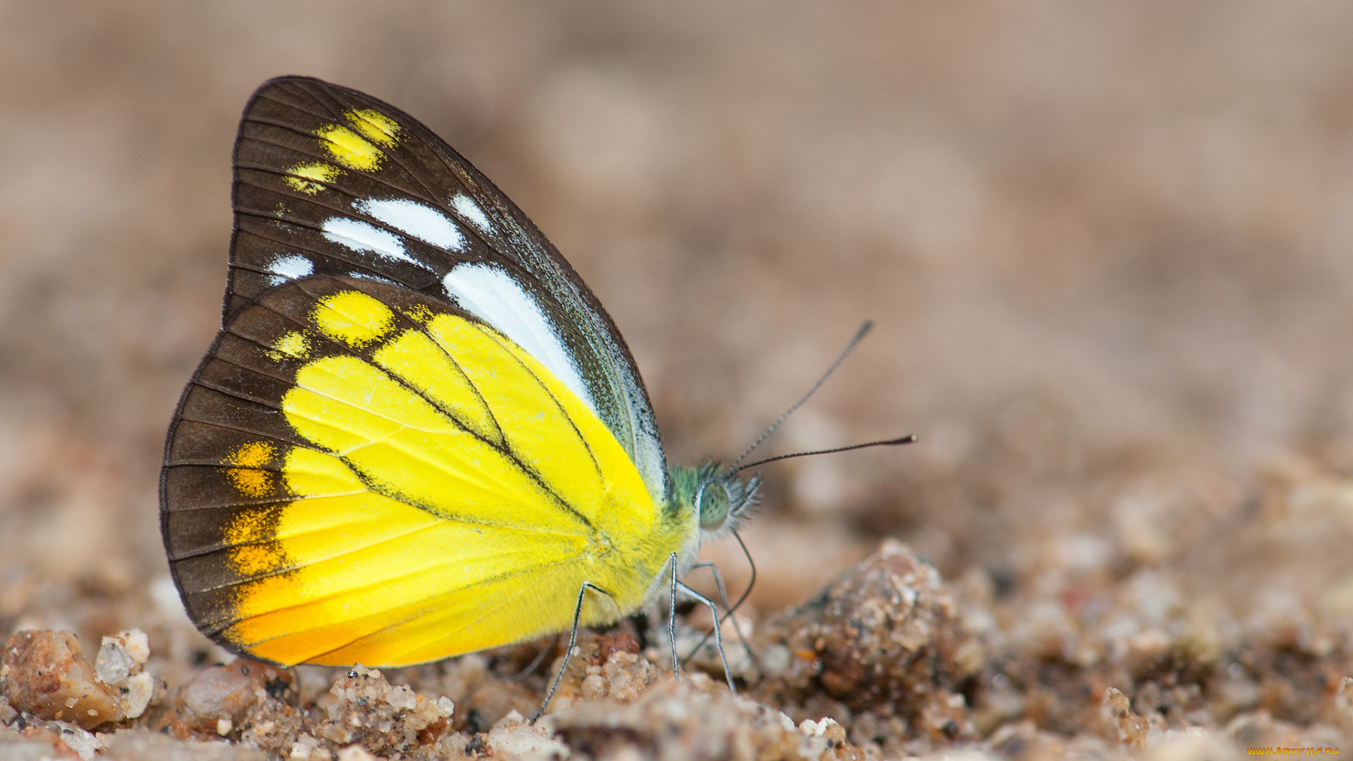 животные, бабочки, , мотыльки, , моли, макро, фон, усики, крылья, бабочка