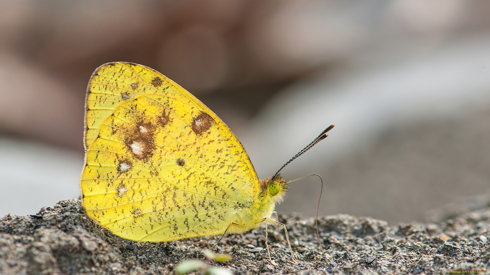 животные, бабочки, , мотыльки, , моли, усики, крылья, бабочка, макро, фон