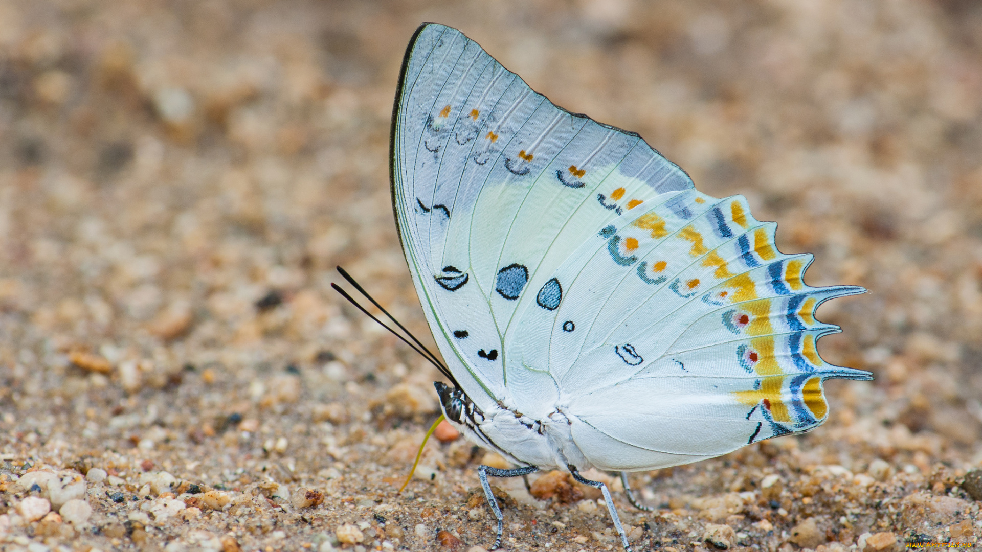 животные, бабочки, , мотыльки, , моли, усики, крылья, бабочка, фон, макро