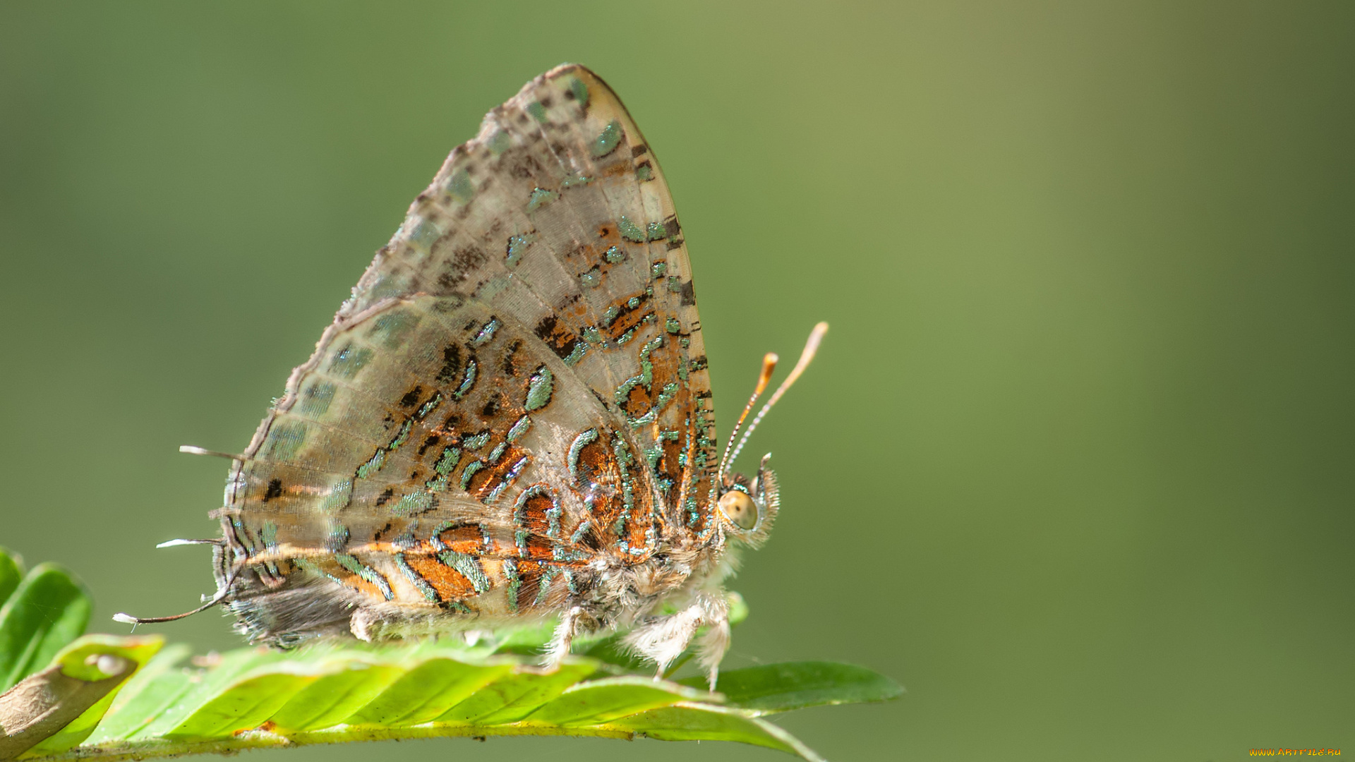 животные, бабочки, , мотыльки, , моли, усики, крылья, бабочка, макро, фон