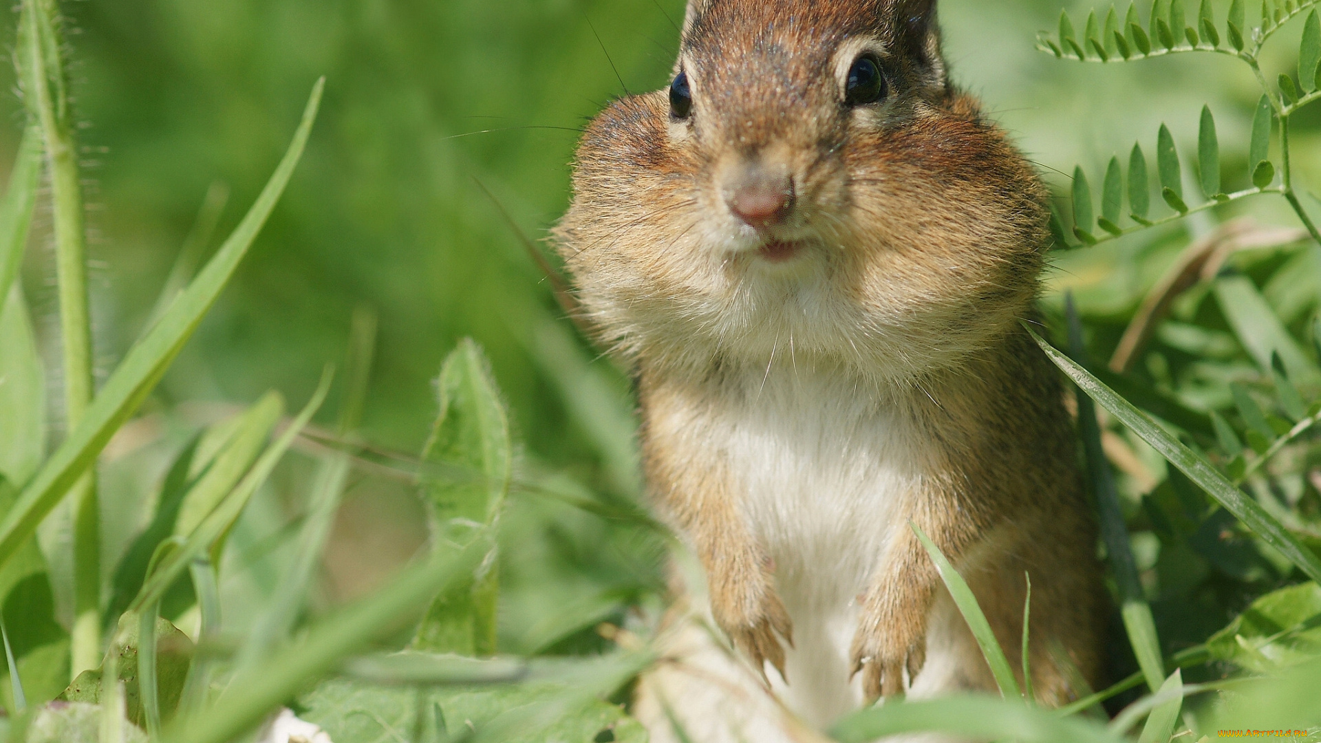 животные, бурундуки, бурундук, зверёк, грызун, трава