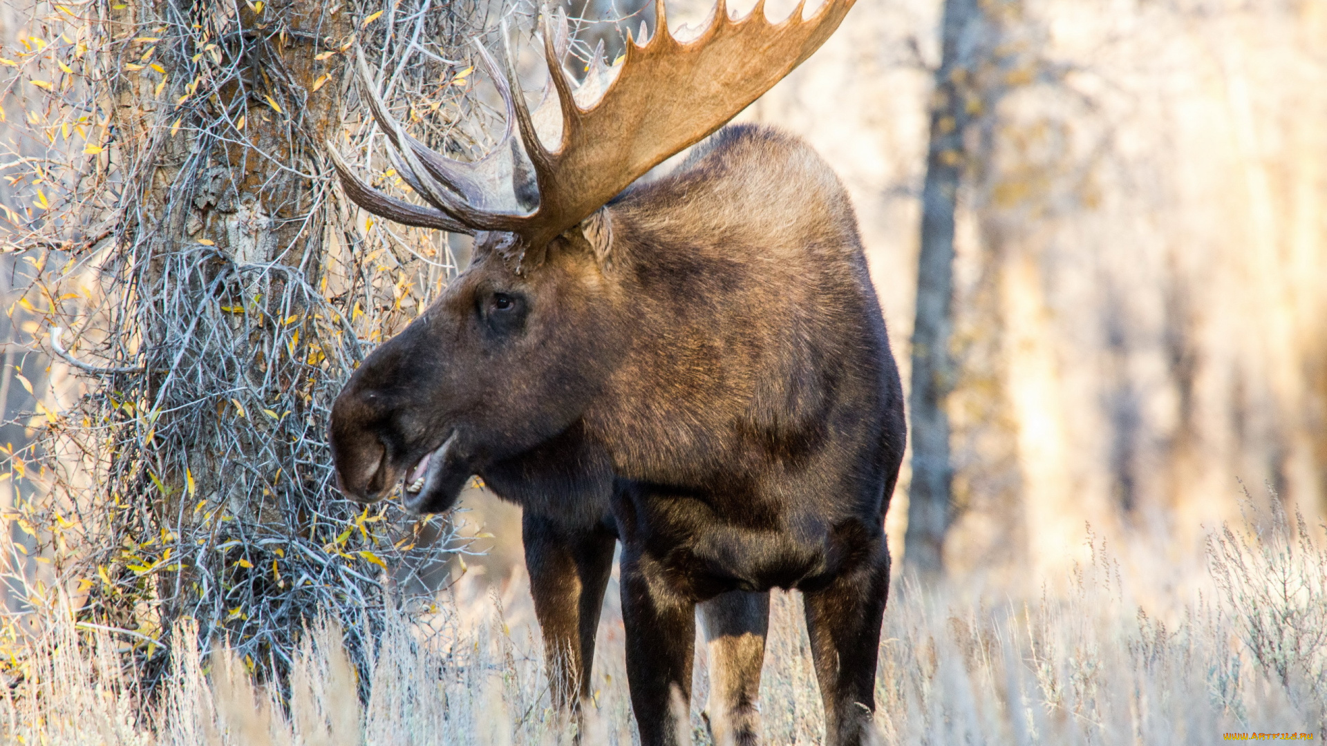 животные, лоси, фон, природа, лось