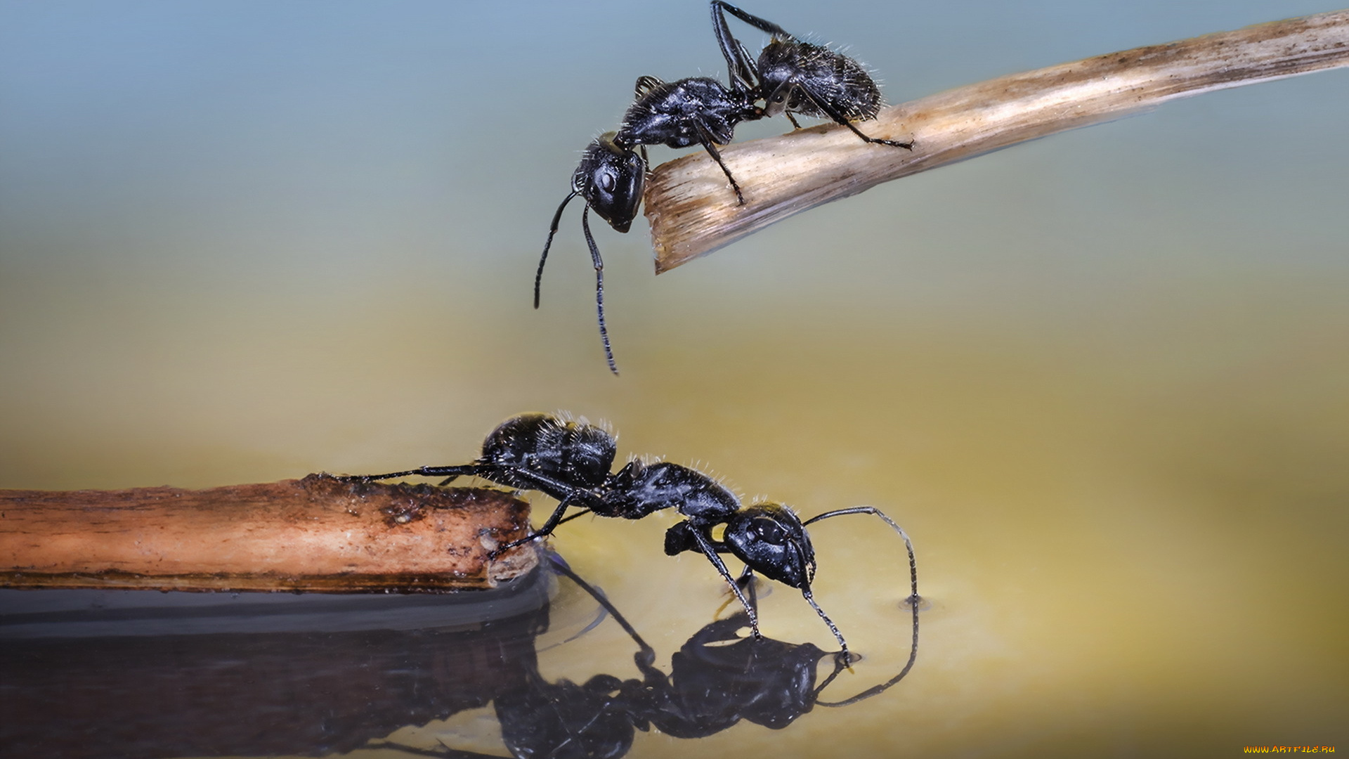 животные, насекомые, макро, природа, муравей