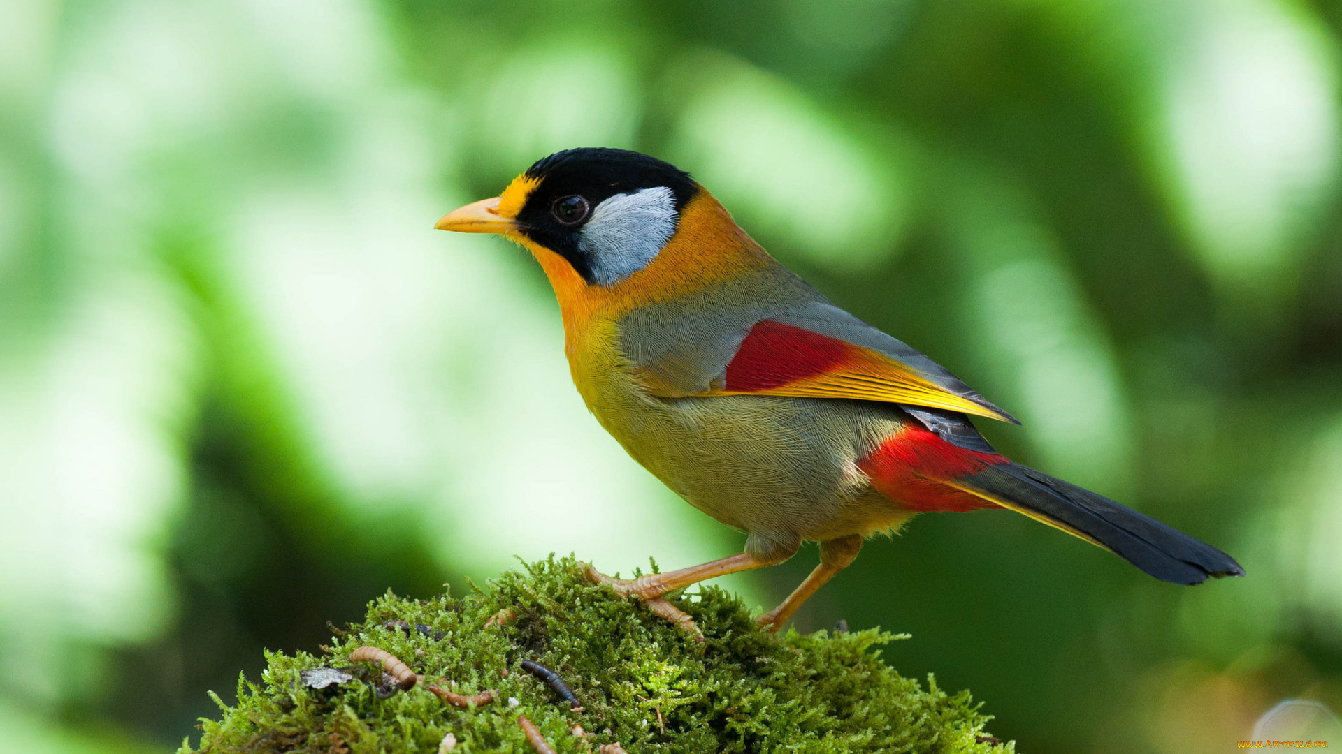 животные, птицы, хвост, птица, перья, краски