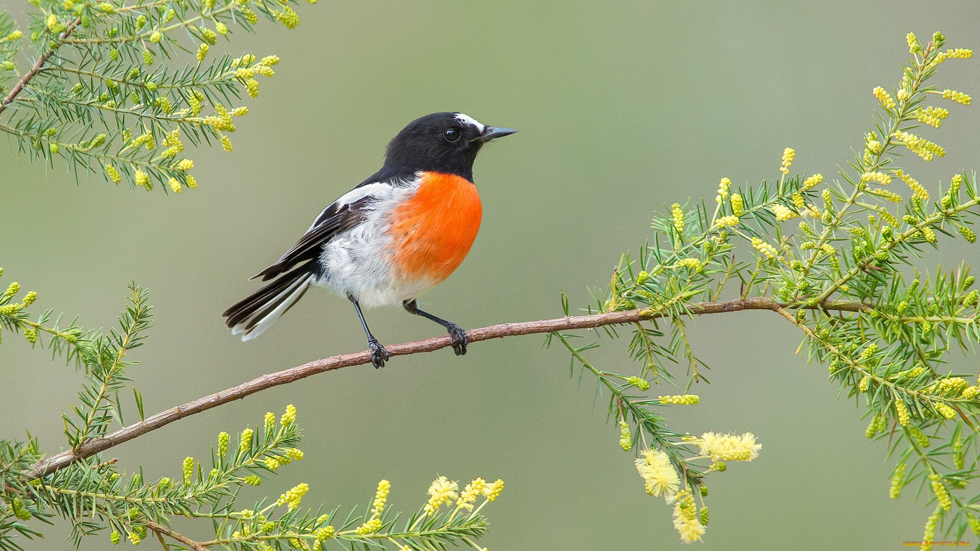 животные, птицы, птица, листья, клюв, хвост, ветка, цветы, перья