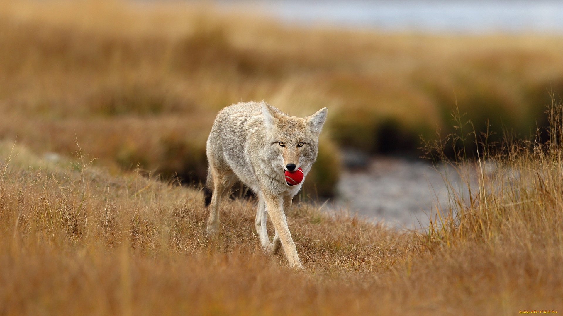 животные, волки, , койоты, , шакалы, волк, природа, мяч