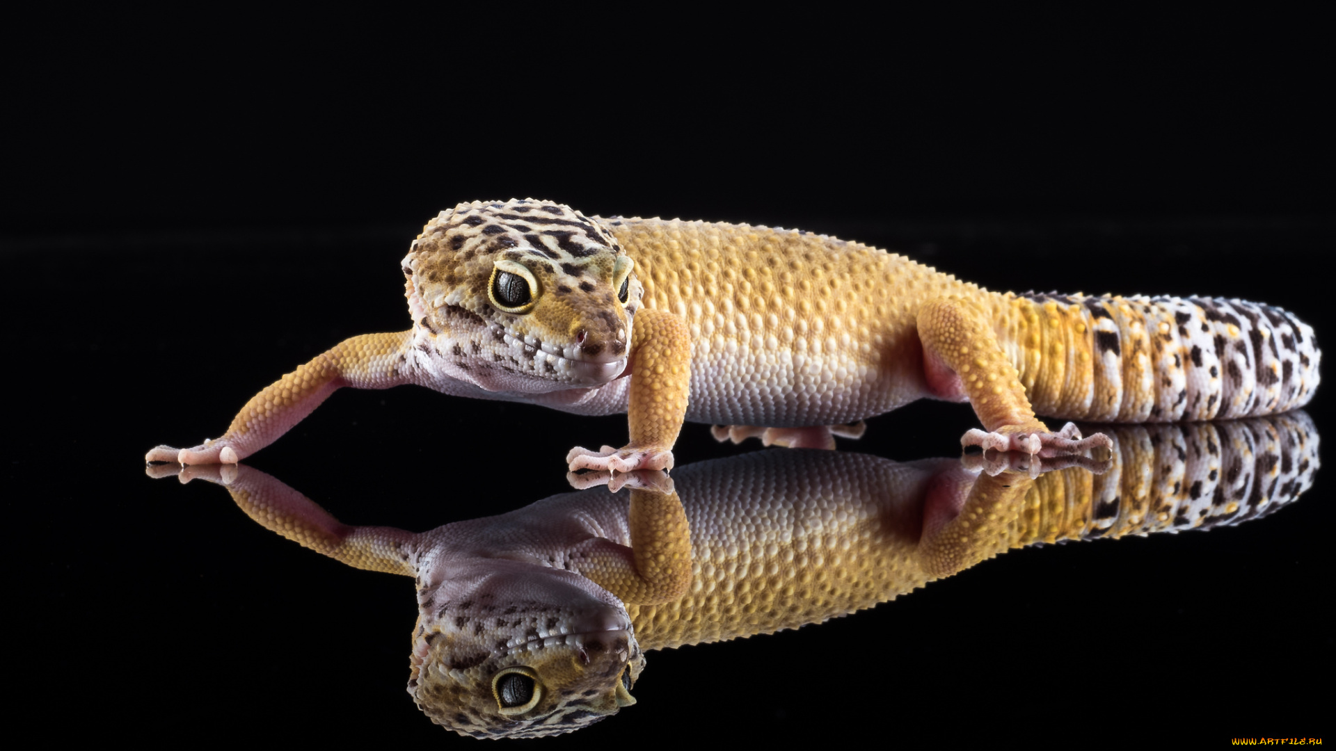 животные, Ящерицы, , игуаны, , вараны, геккон