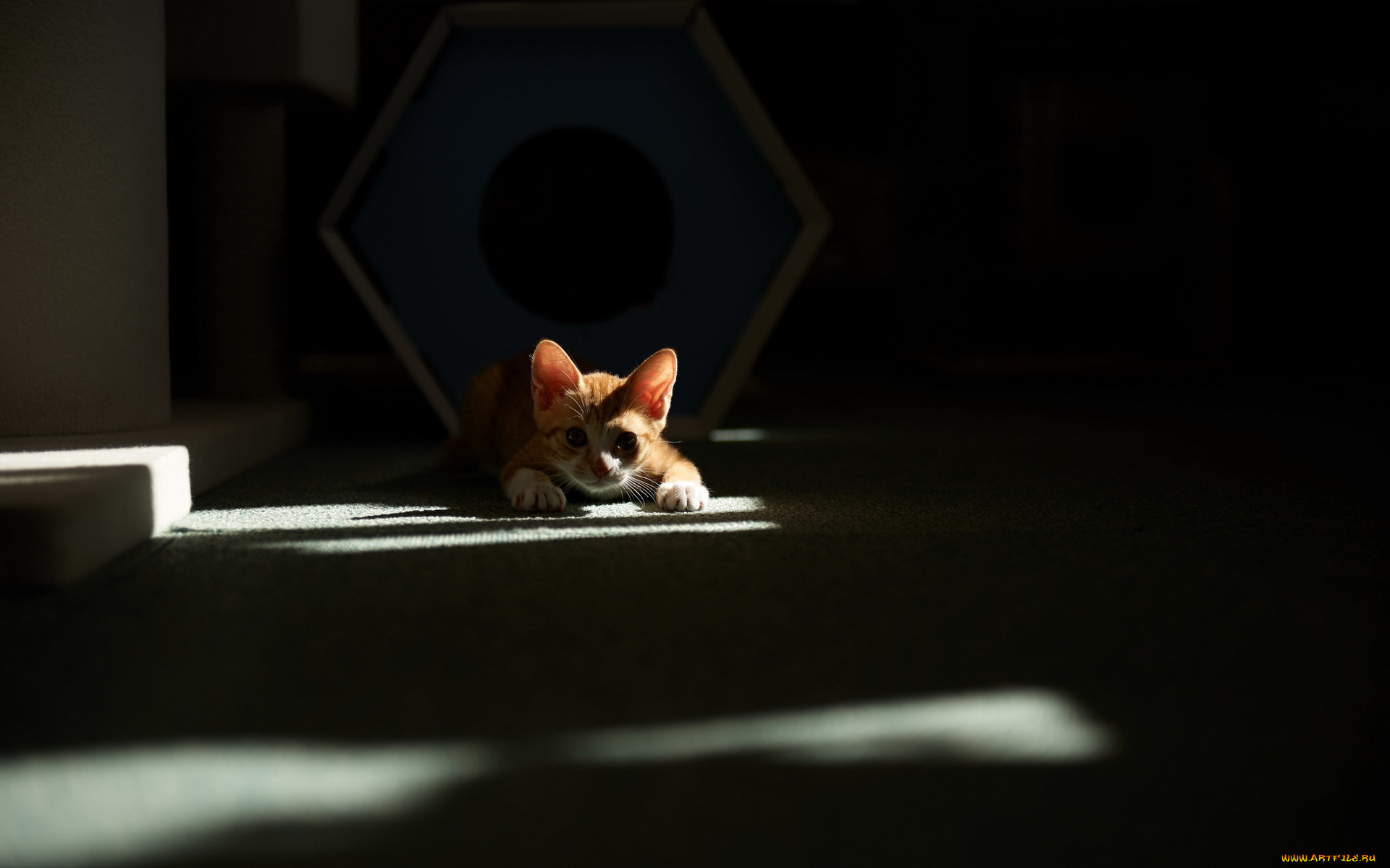 животные, коты, фон, дом, кошка