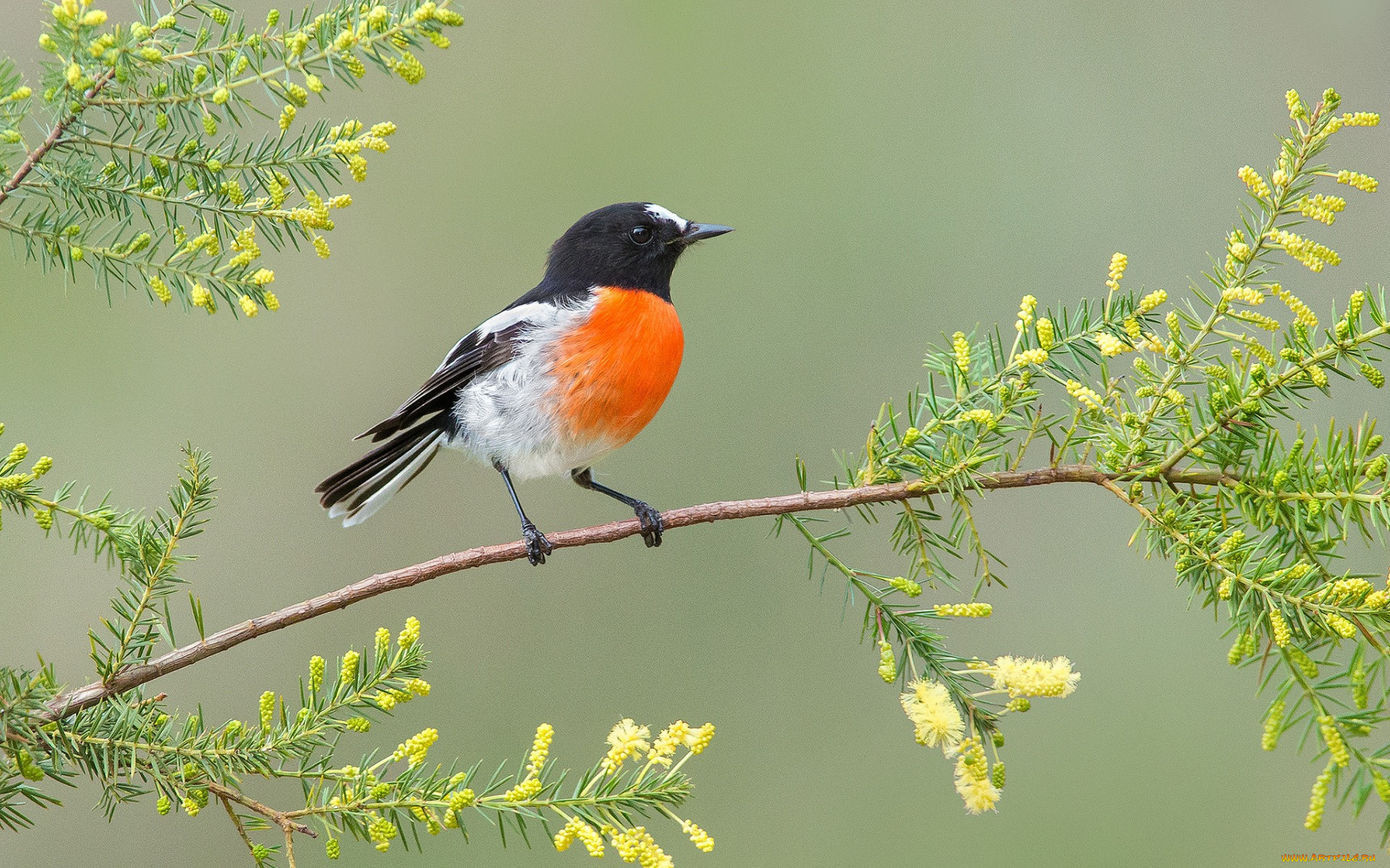 животные, птицы, птица, листья, клюв, хвост, ветка, цветы, перья