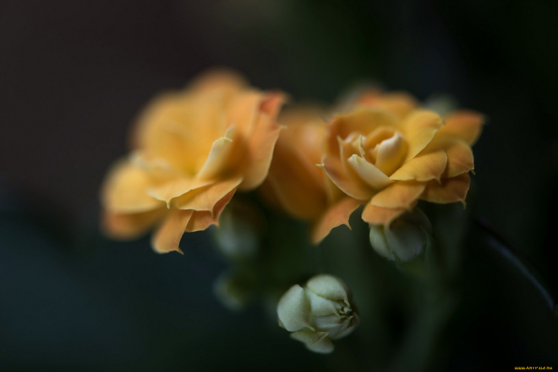 цветы, кактусы, кактус, фон, суккулент